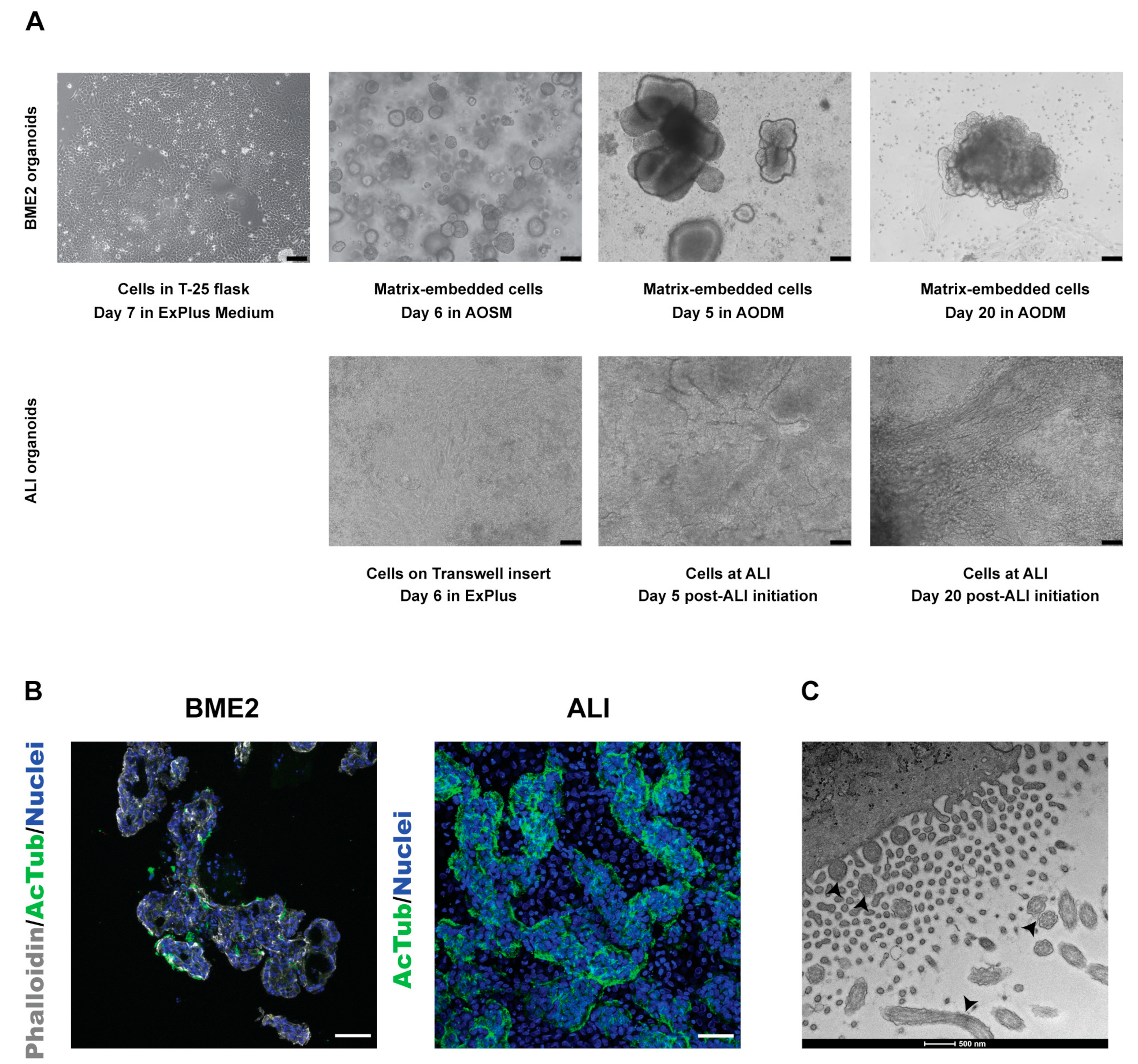 Organoids 02 00007 g001