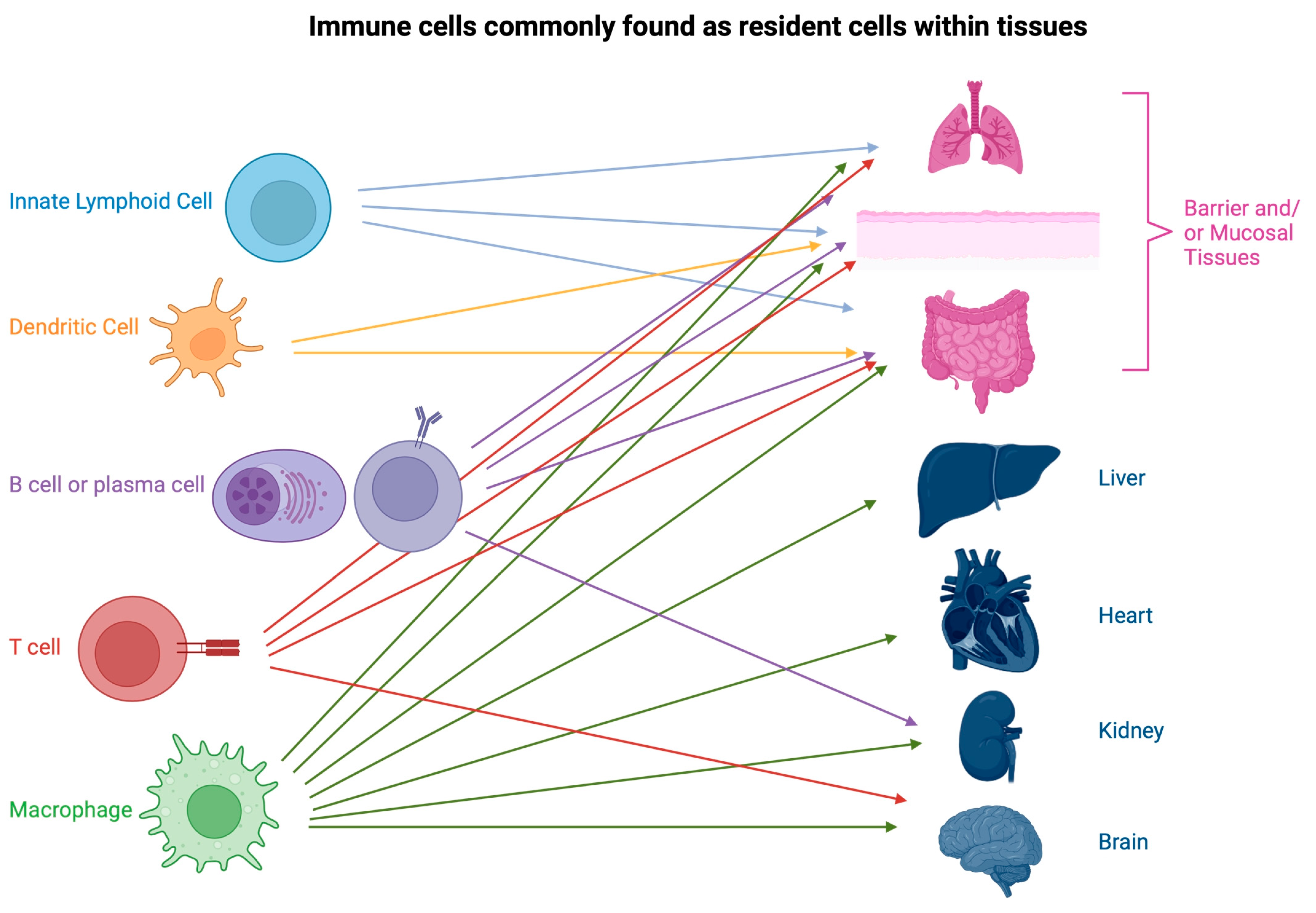 Organoids 02 00011 g001 Organoids 02 00011 g001
