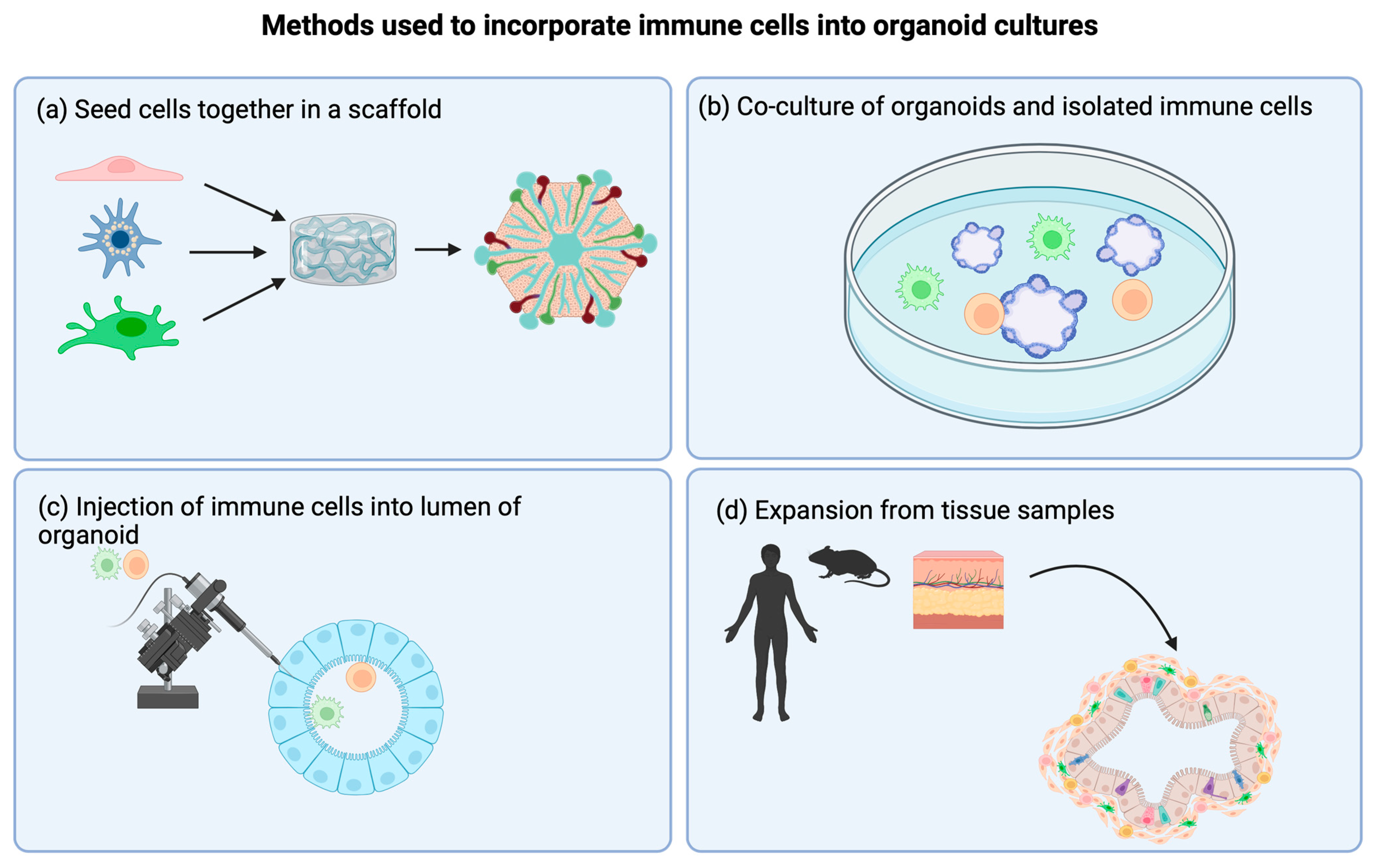Organoids 02 00011 g002 Organoids 02 00011 g002