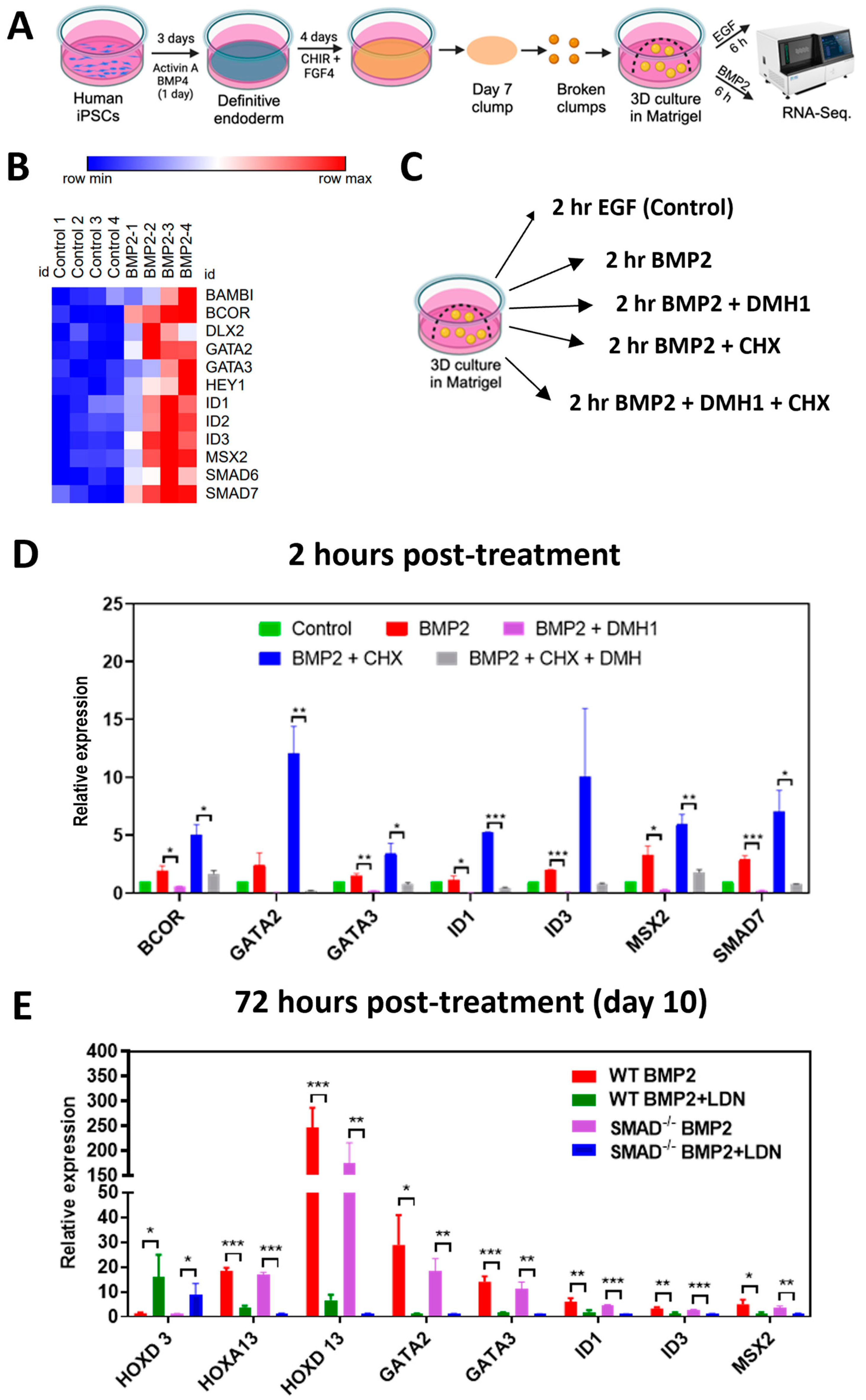 Organoids 02 00015 g003