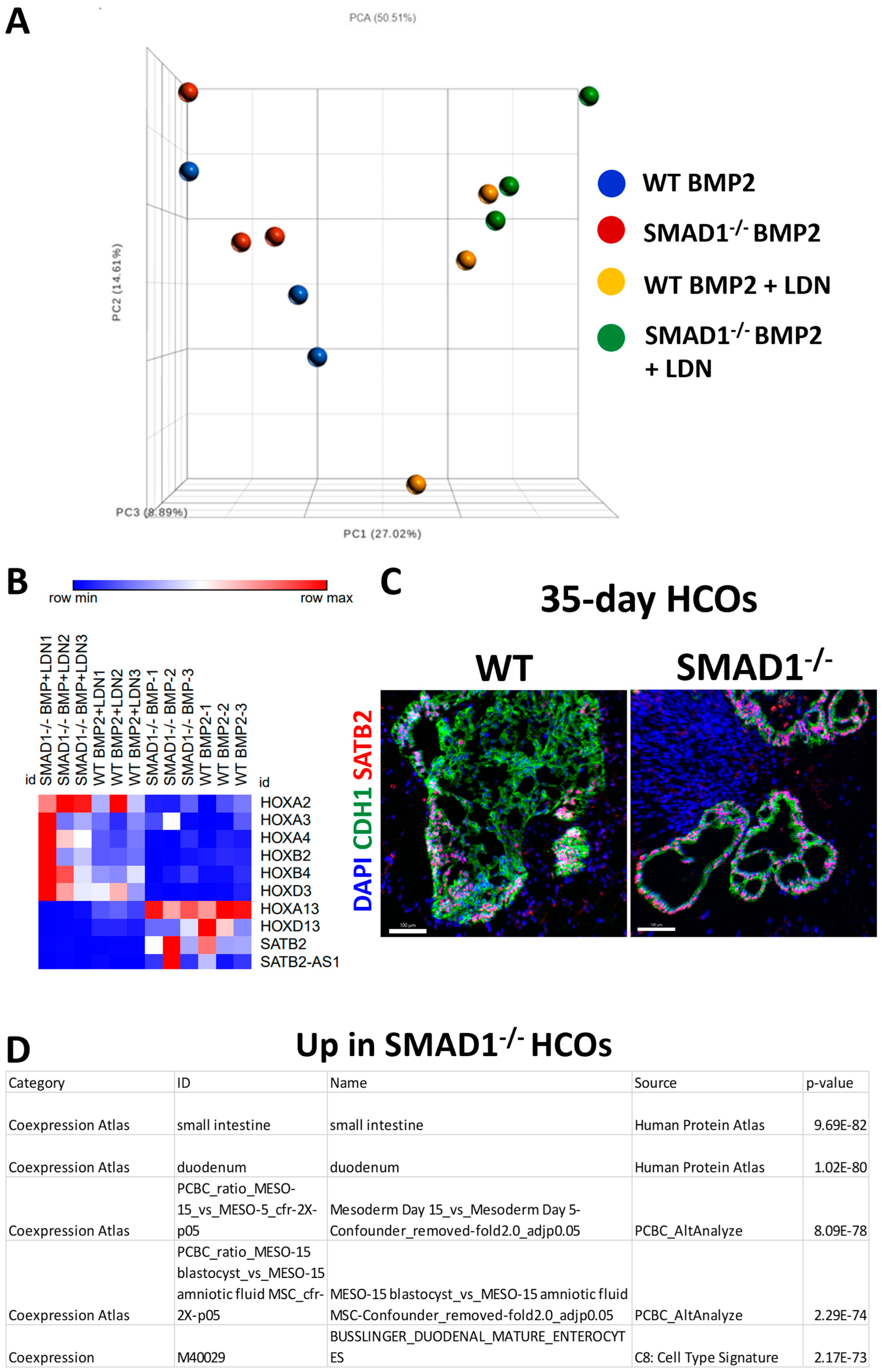 Organoids 02 00015 g004