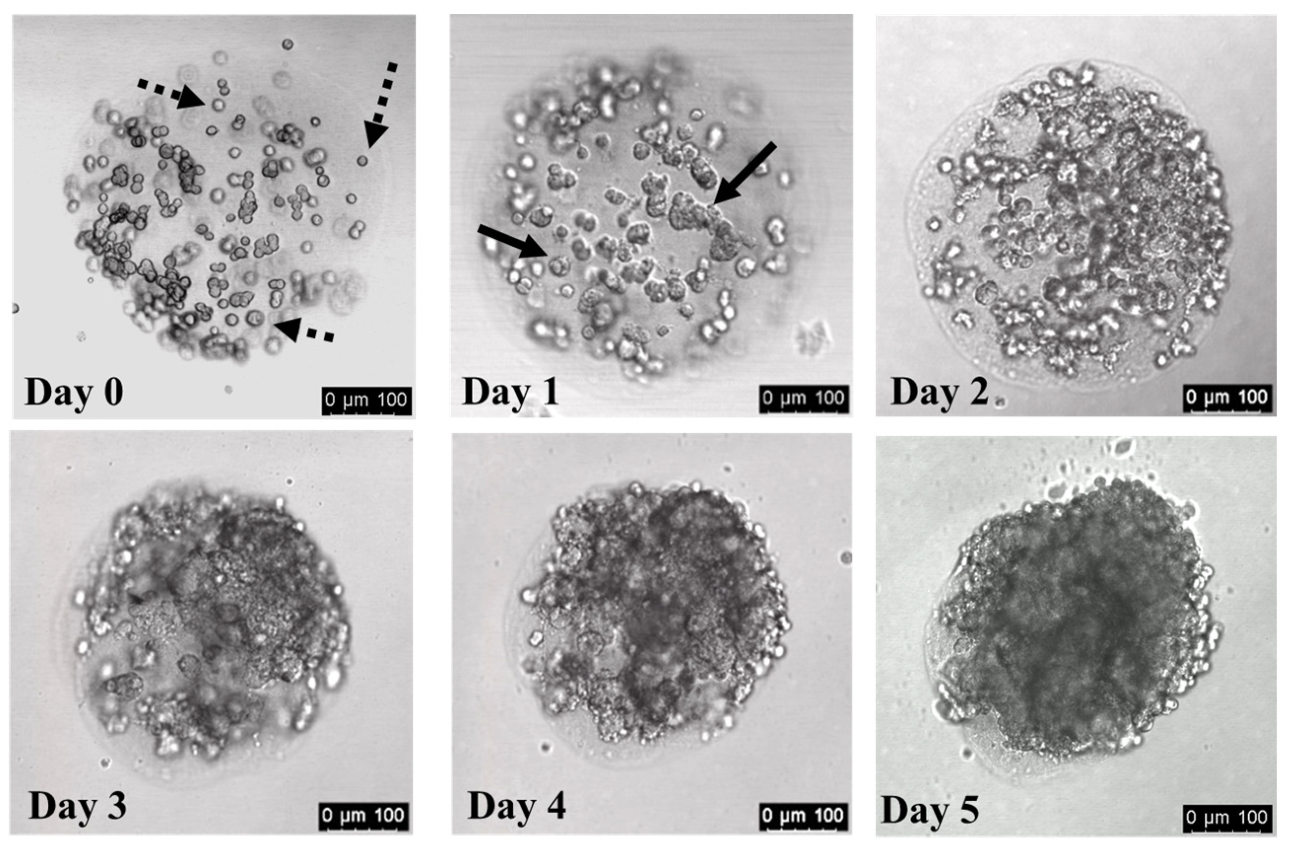 Organoids 02 00016 g003