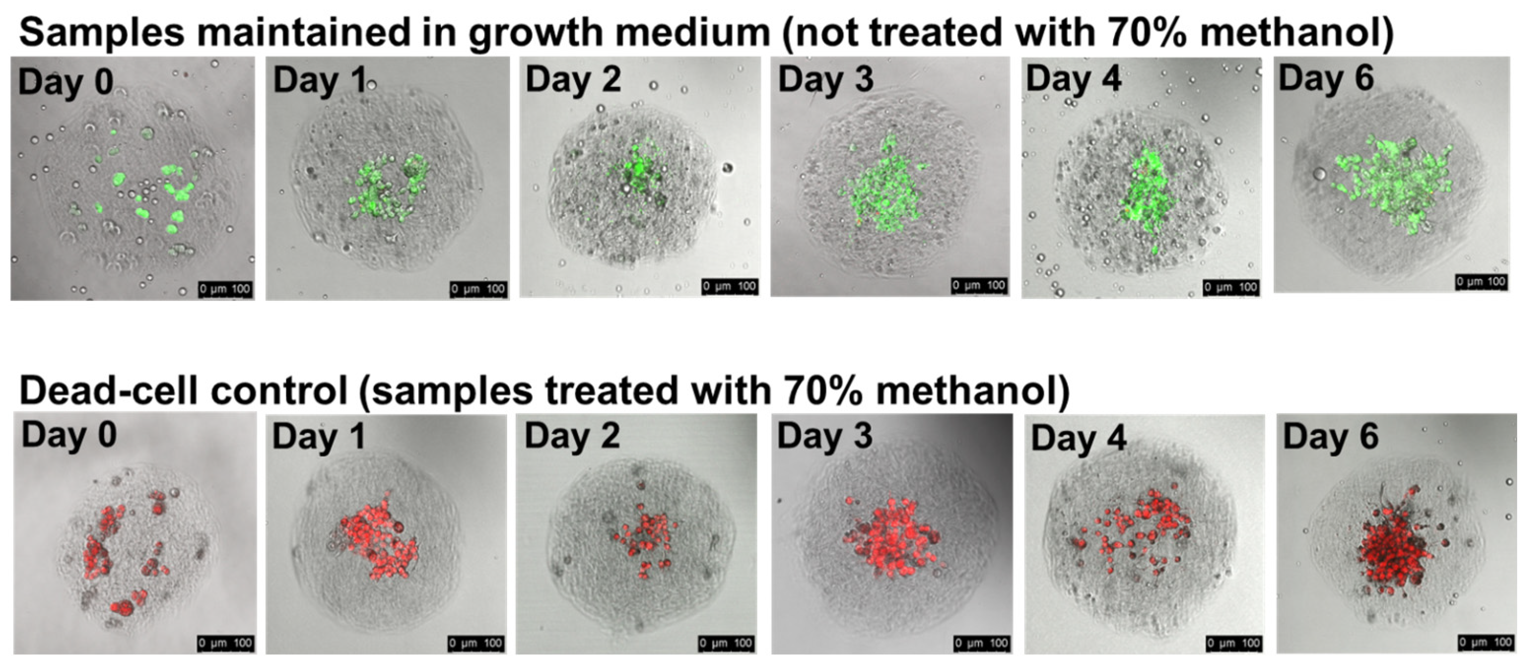 Organoids 02 00016 g004