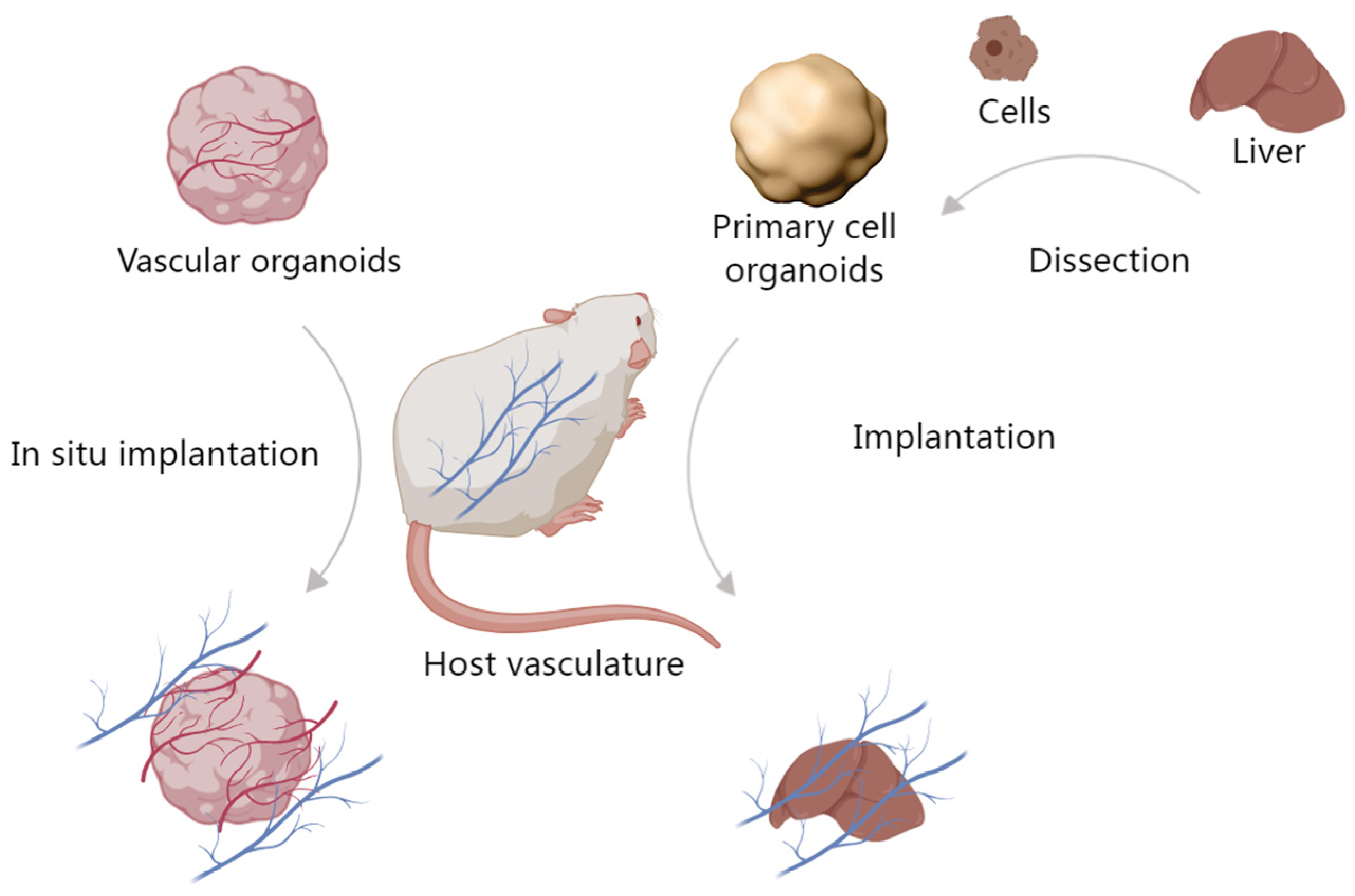 Organoids 02 00019 g003