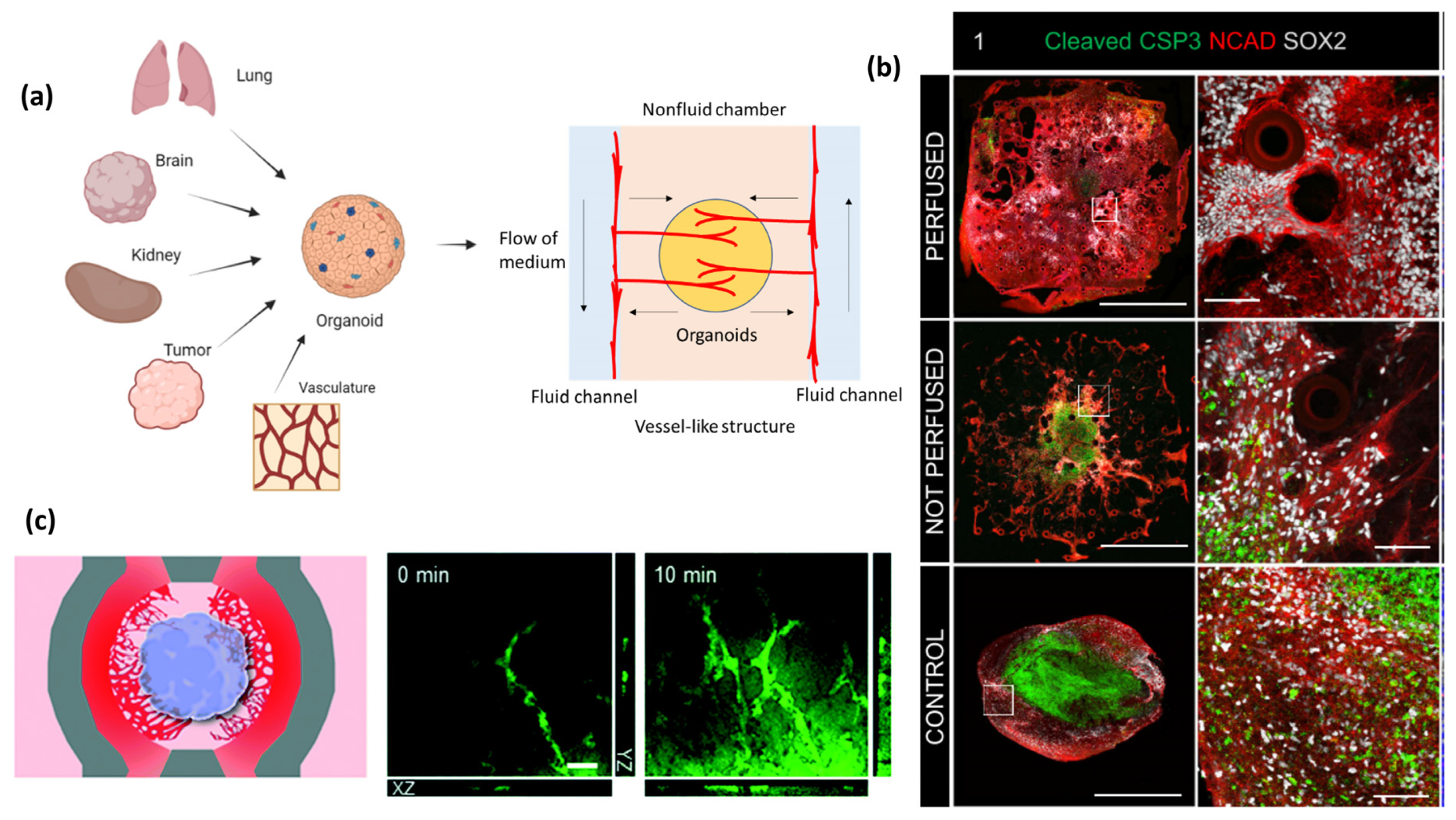 Organoids 02 00019 g004