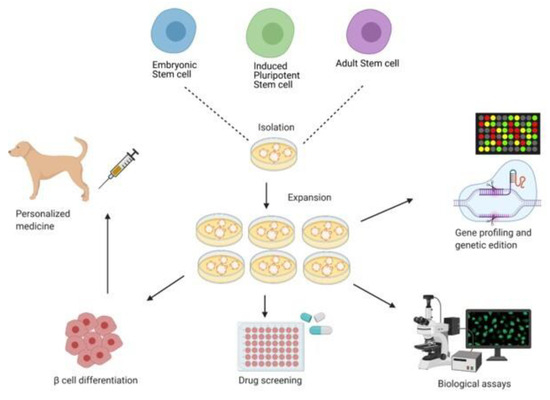 Treatment of Canine Type 1 Diabetes Mellitus: The Long Road from Twice ...