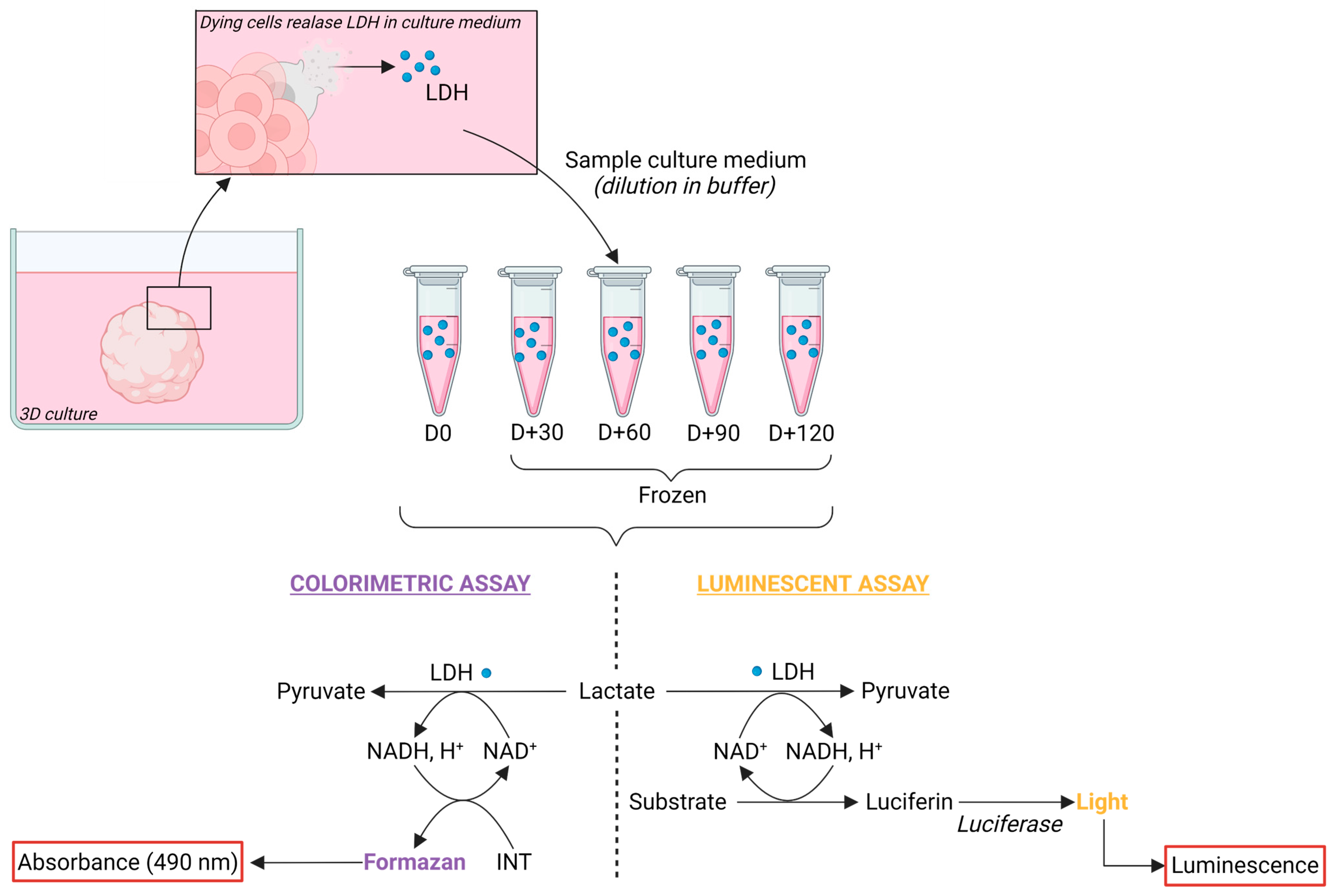 Organoids 03 00008 g001