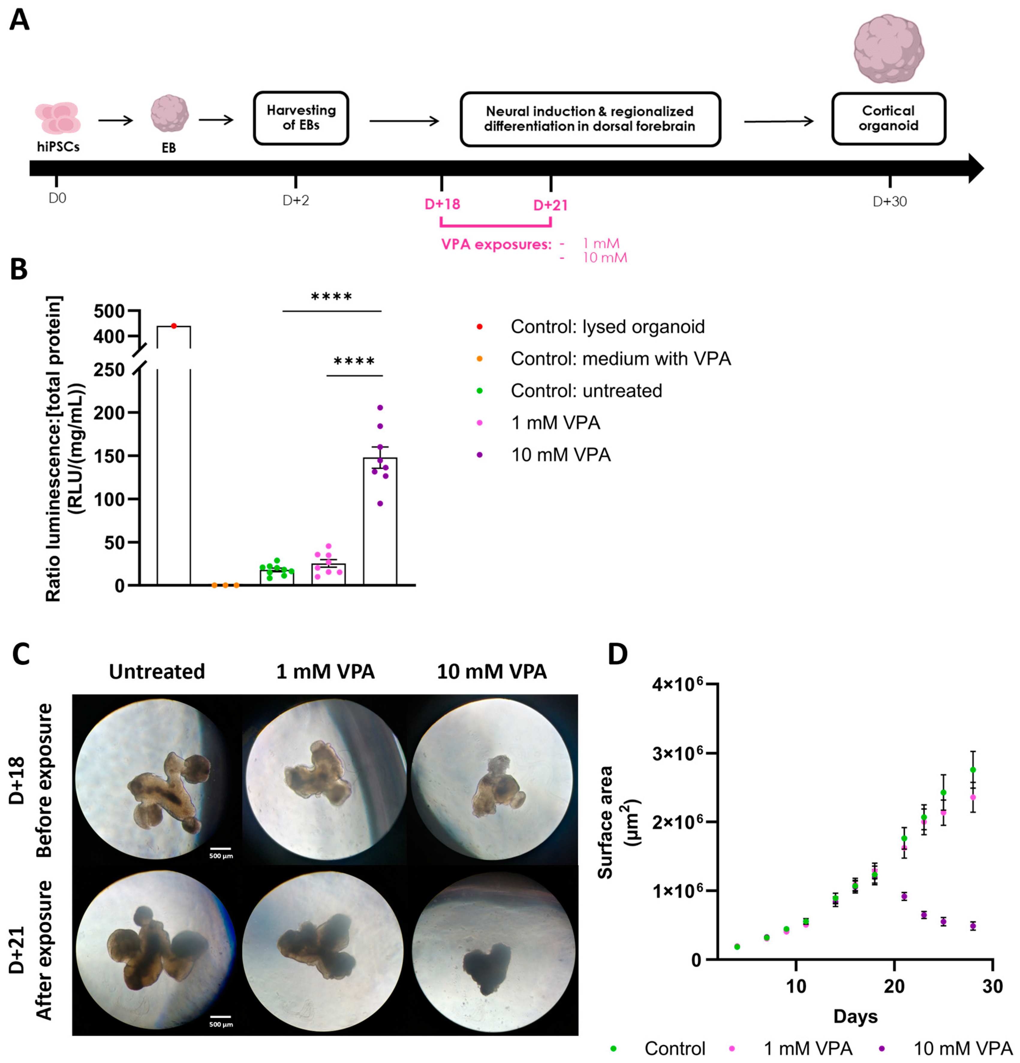 Organoids 03 00008 g004
