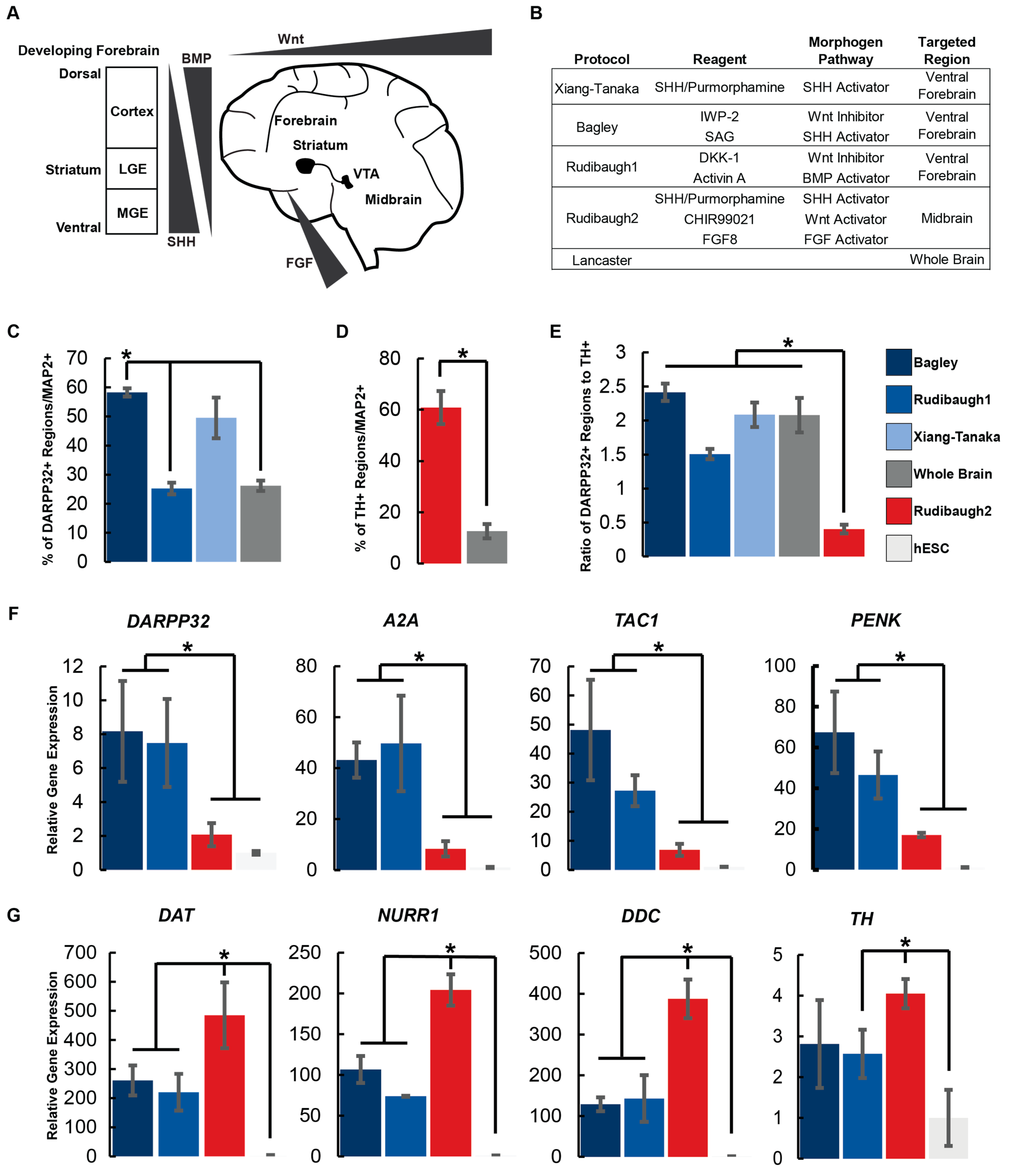 Organoids 03 00009 g001