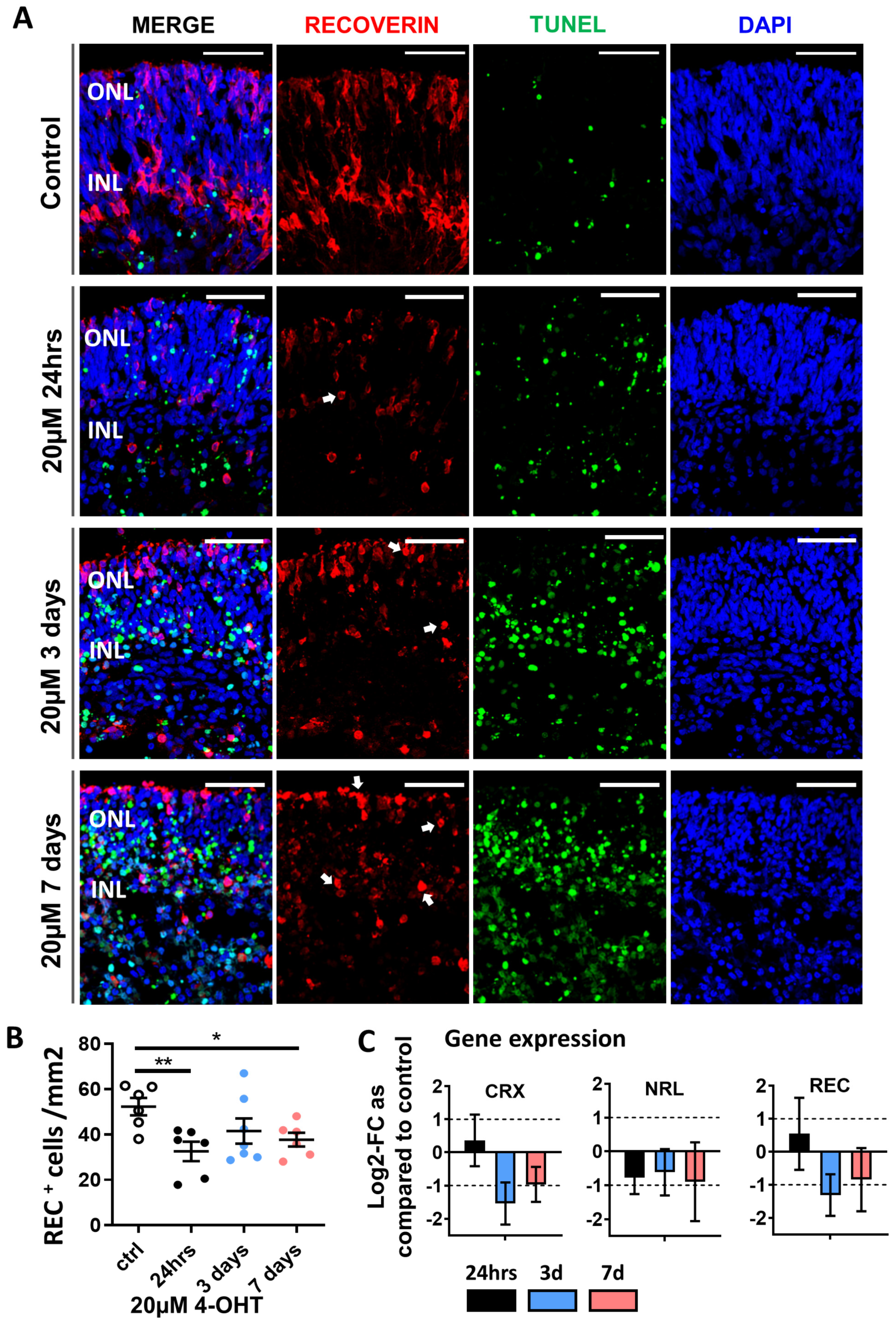 Organoids 03 00010 g002