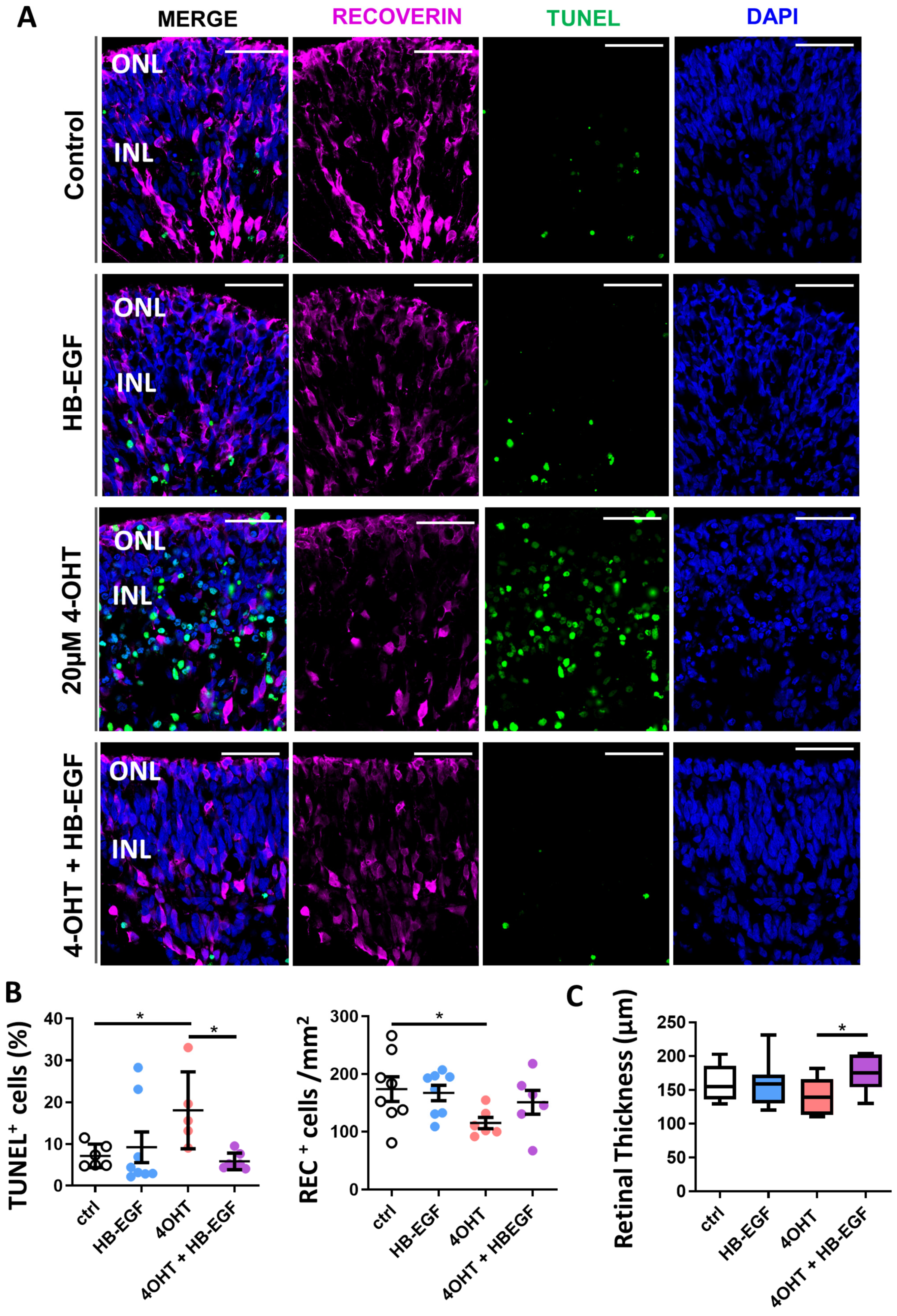 Organoids 03 00010 g004