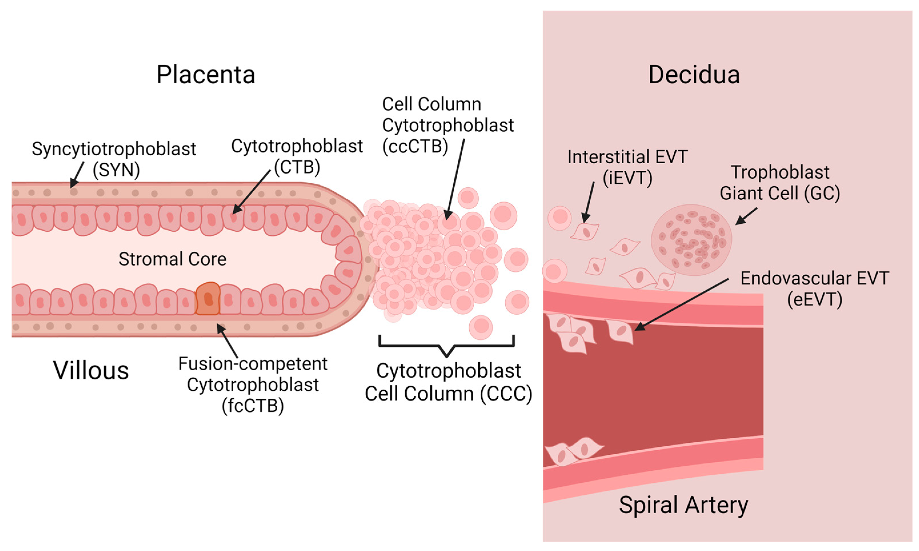 Organoids 03 00012 g001