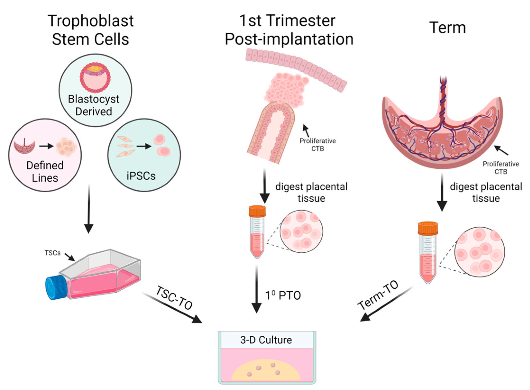 Organoids 03 00012 g002
