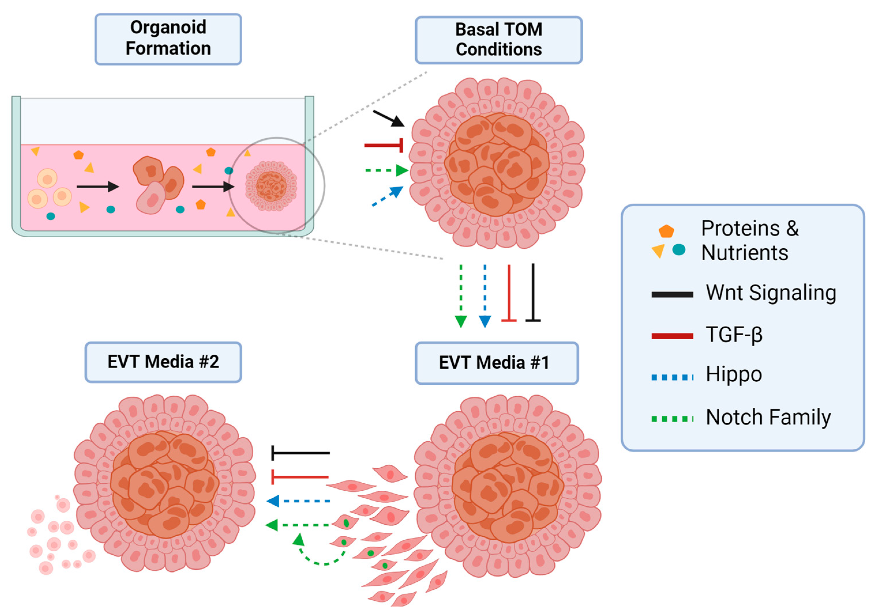 Organoids 03 00012 g003