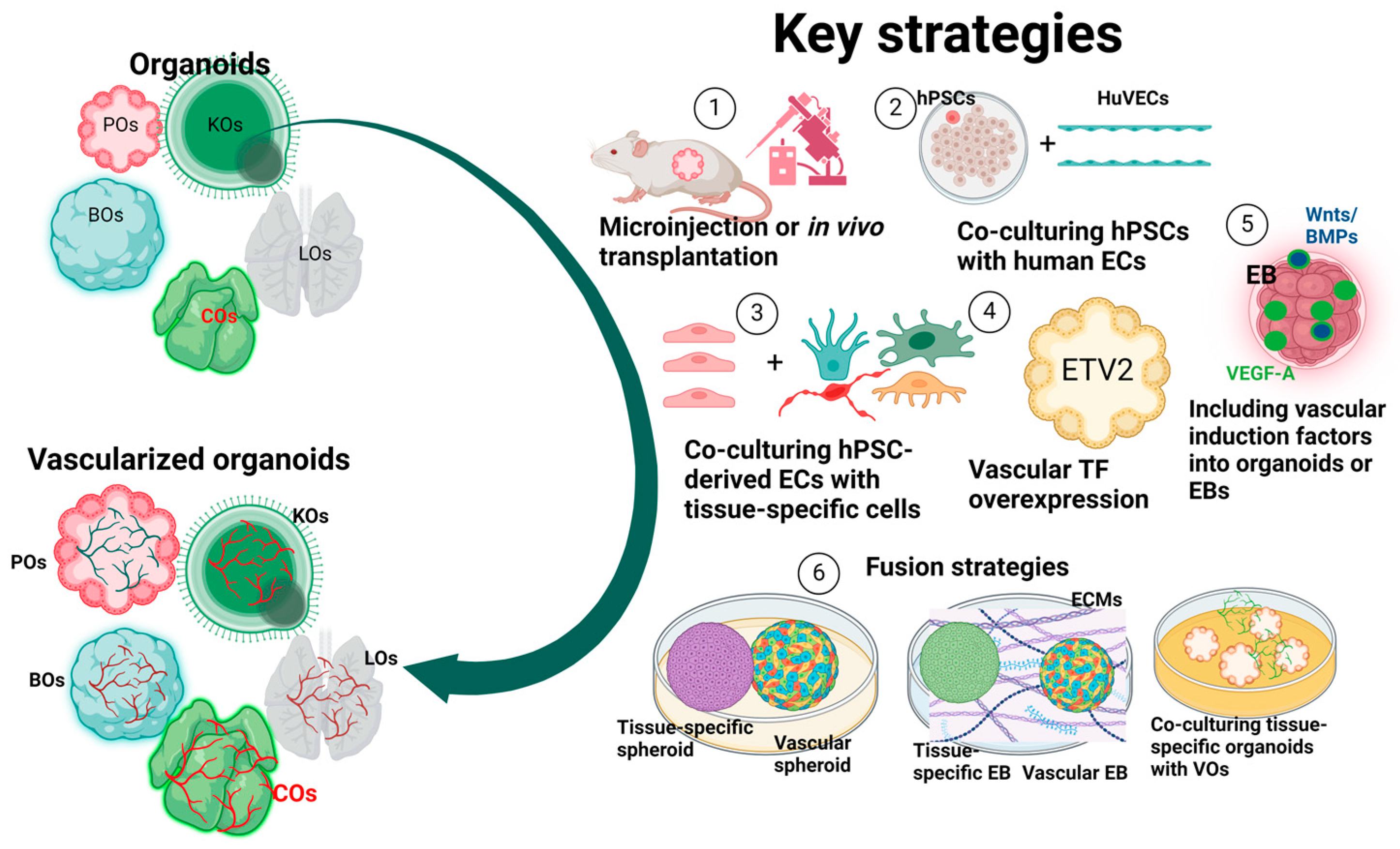 Organoids 03 00014 g004