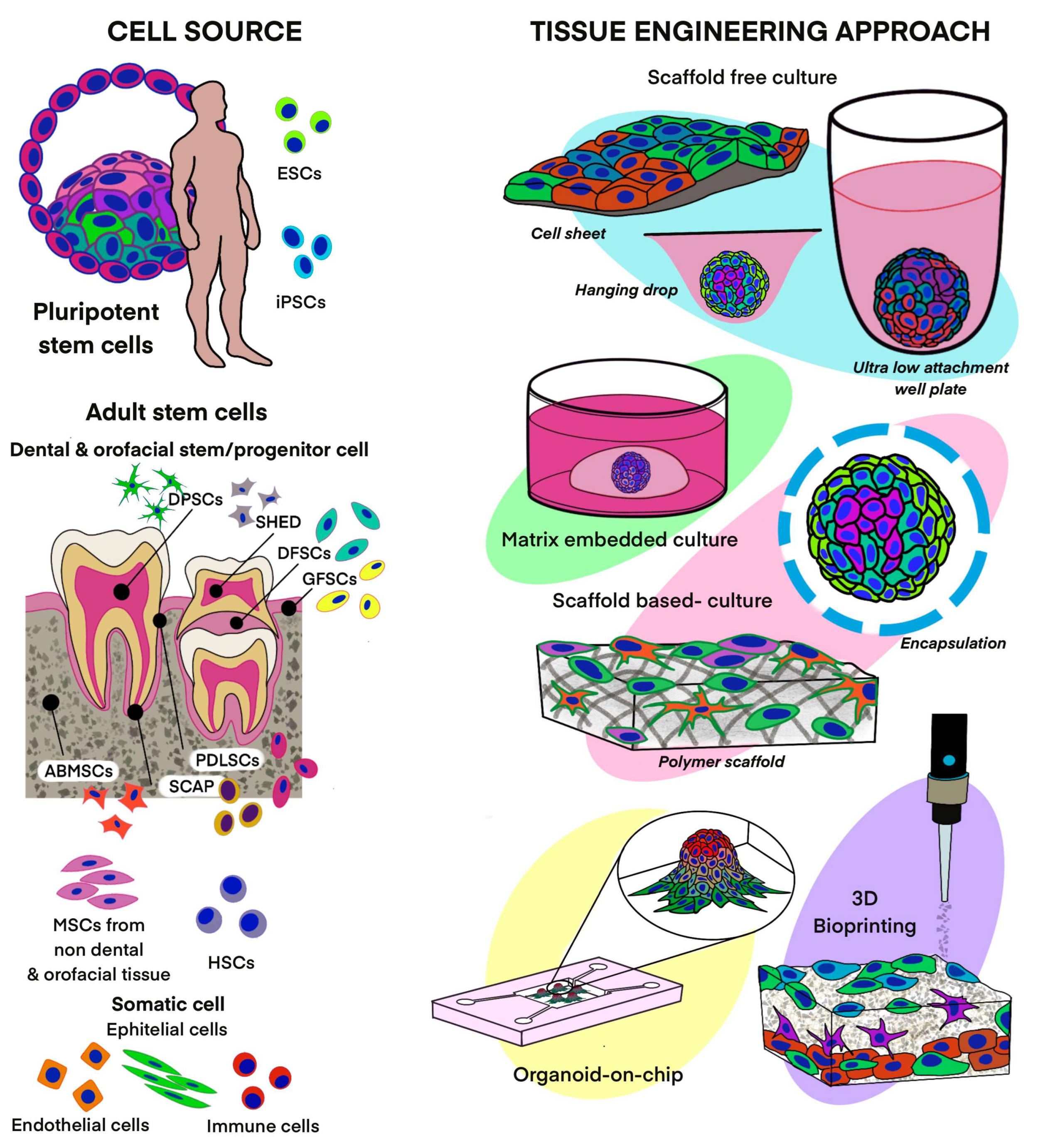 Organoids 03 00015 g001