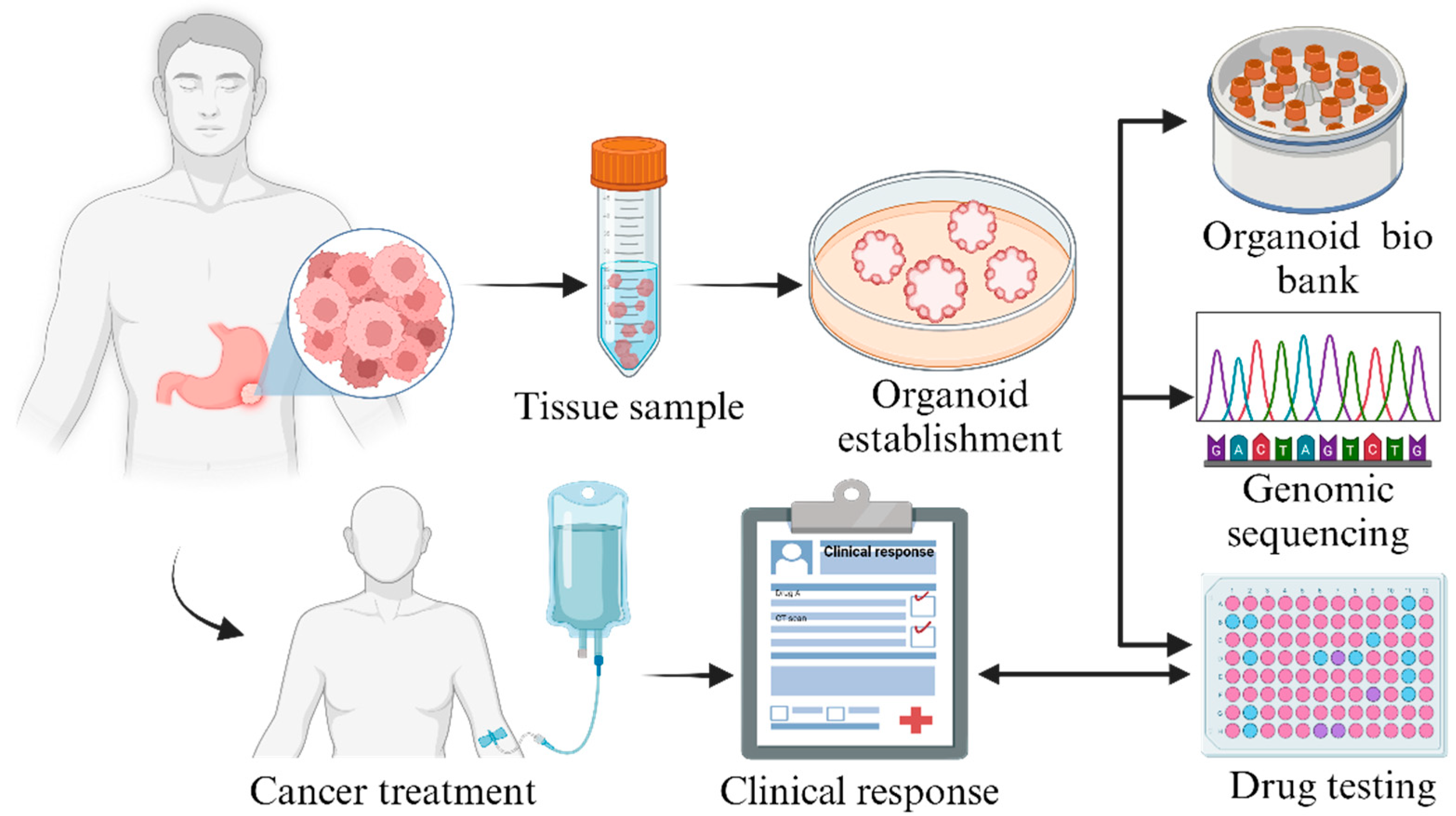Organoids 03 00016 g001