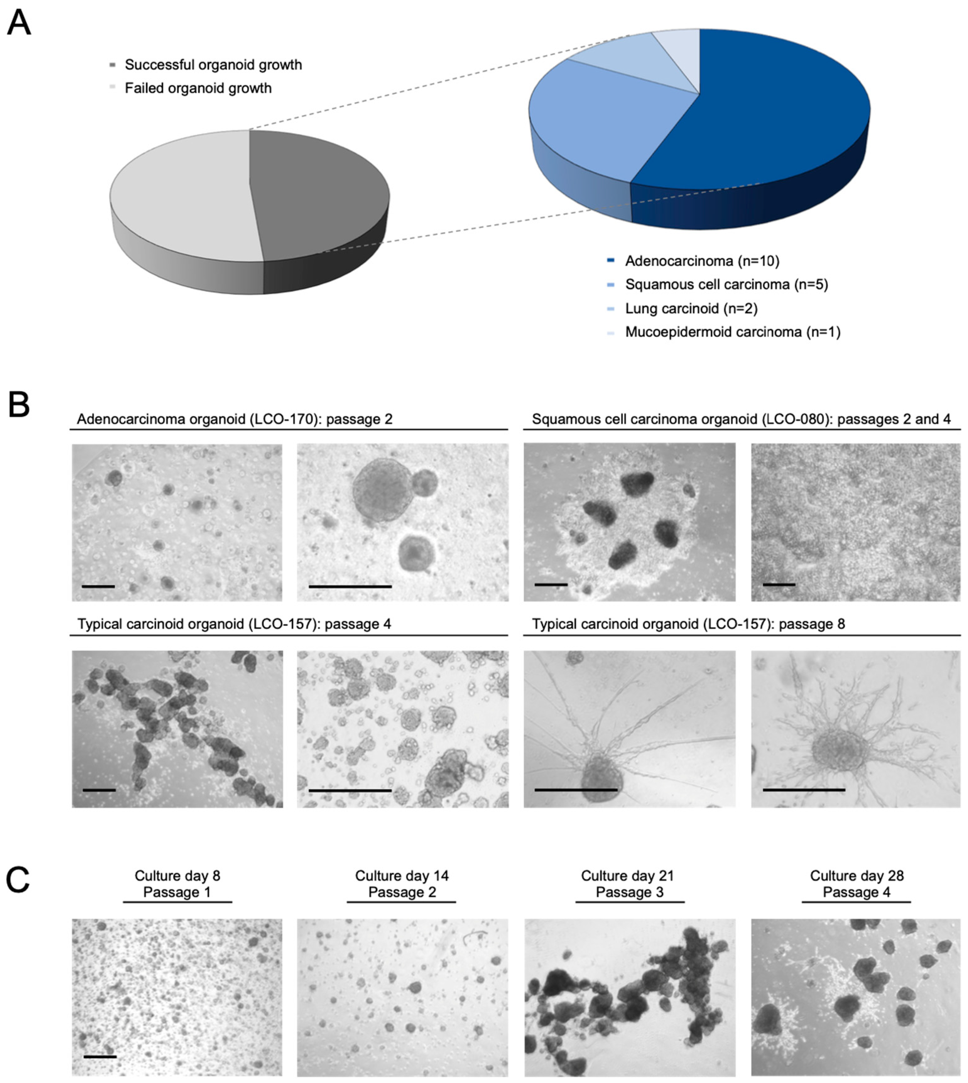 Organoids 03 00017 g002
