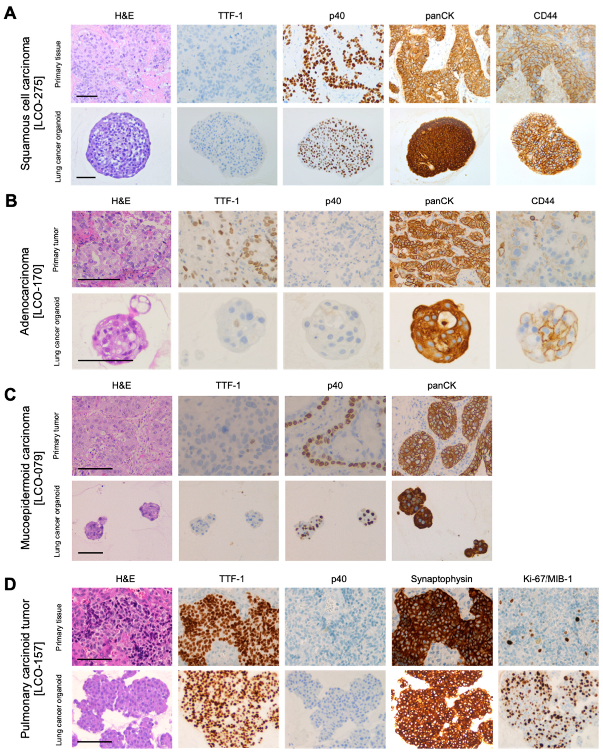 Organoids 03 00017 g003