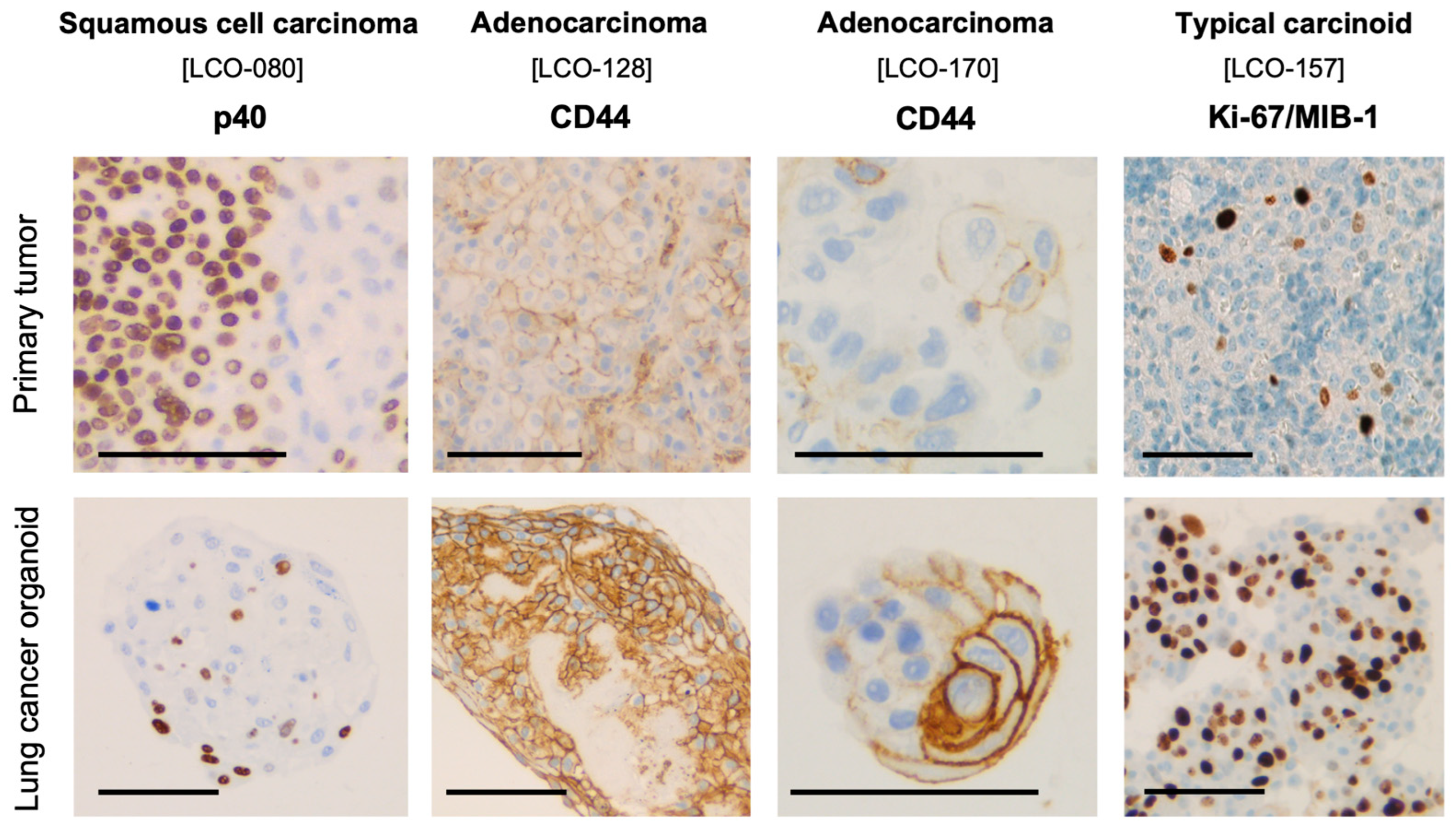 Organoids 03 00017 g004