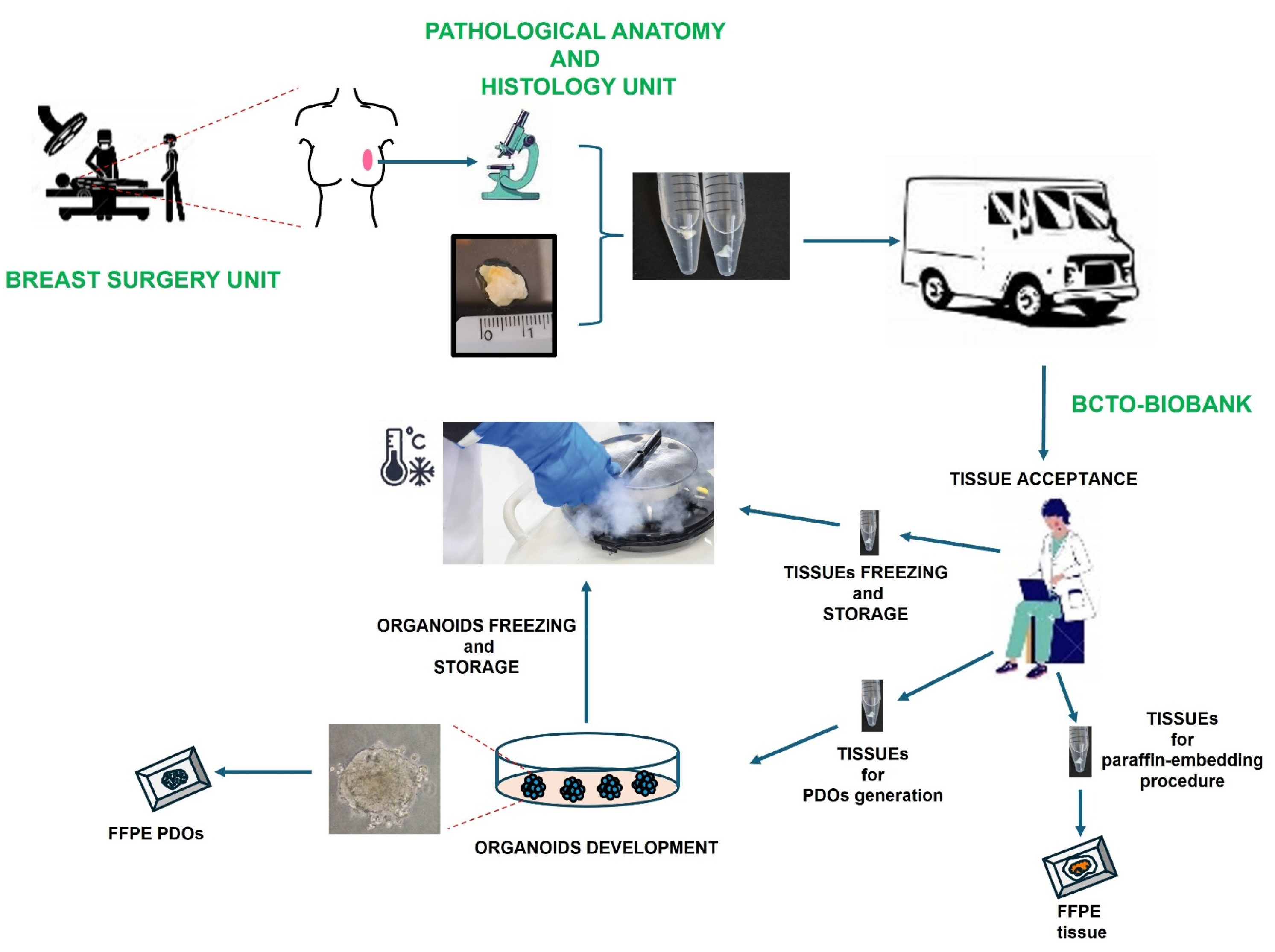 Organoids 04 00005 g002