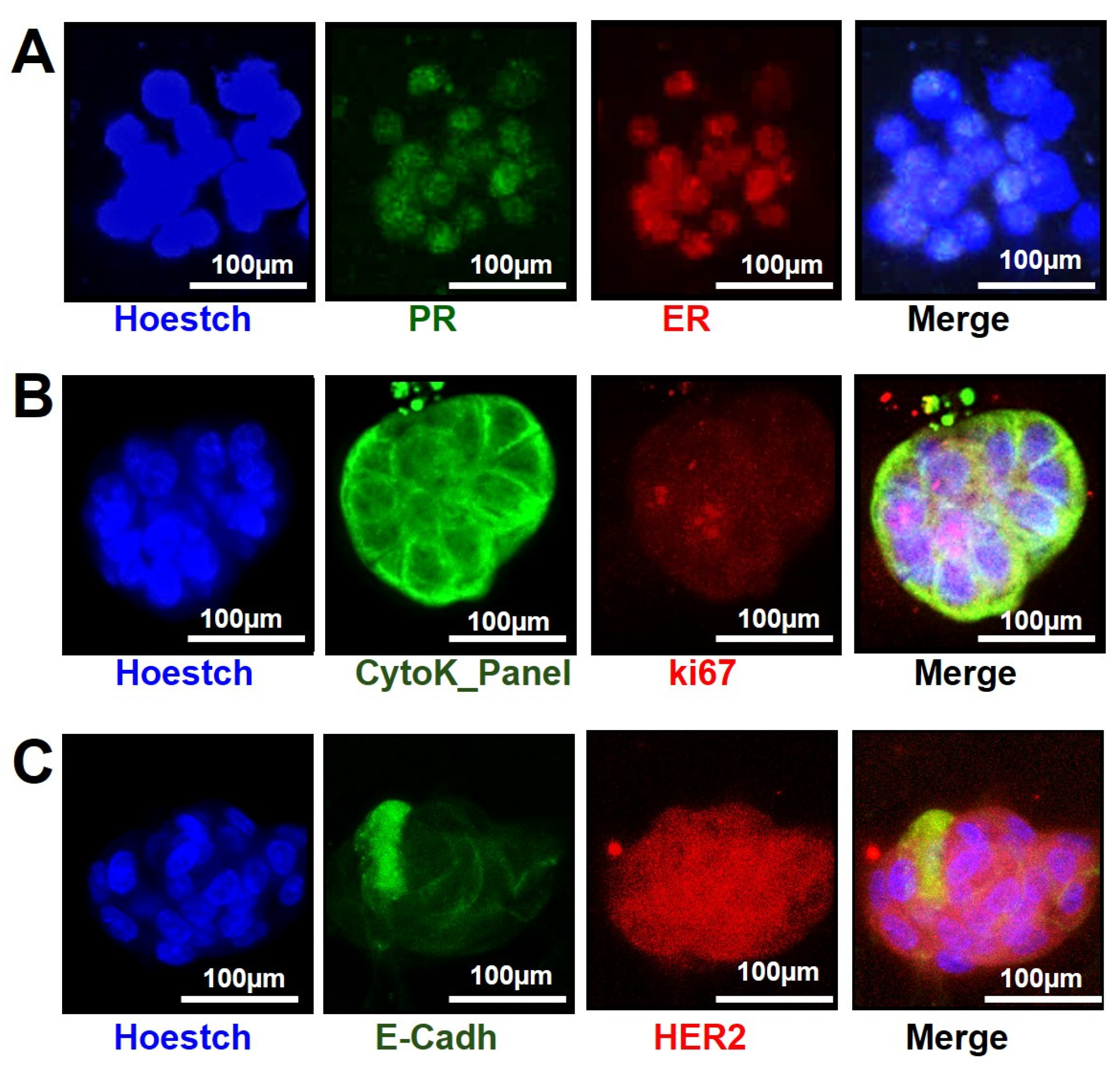 Organoids 04 00005 g005