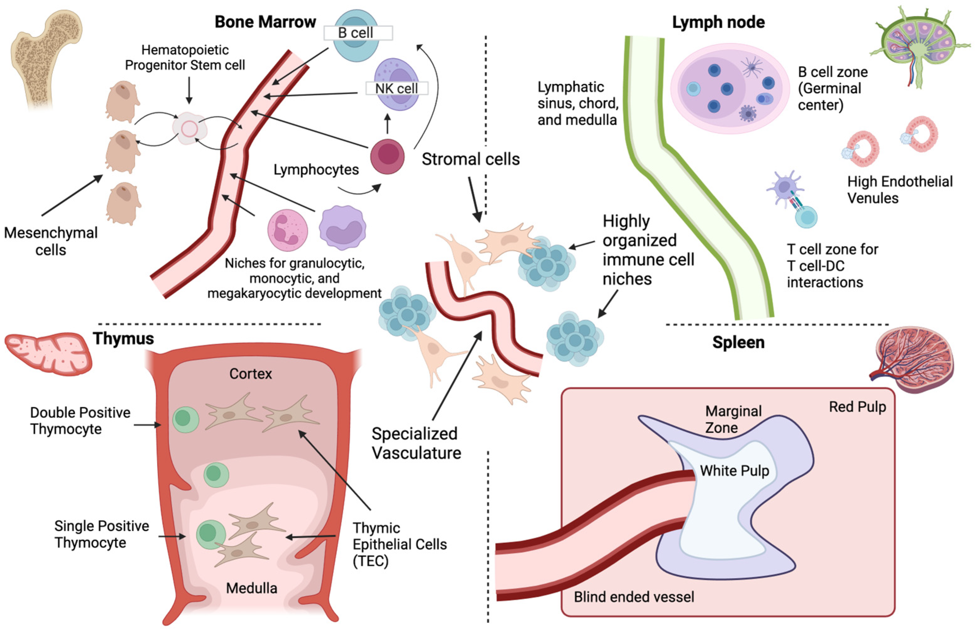 Organoids 04 00007 g001 Organoids 04 00007 g001