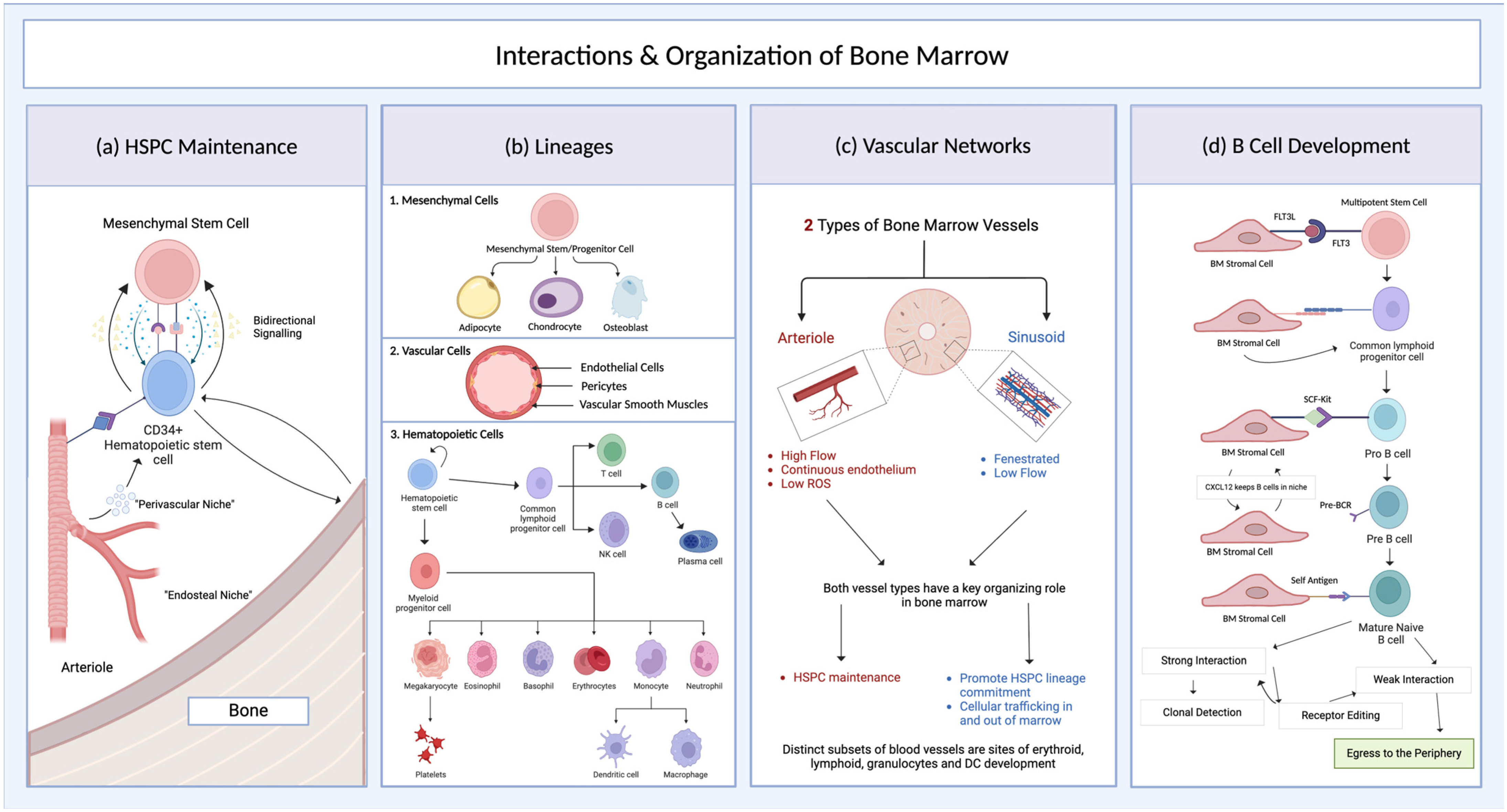 Organoids 04 00007 g002 Organoids 04 00007 g002