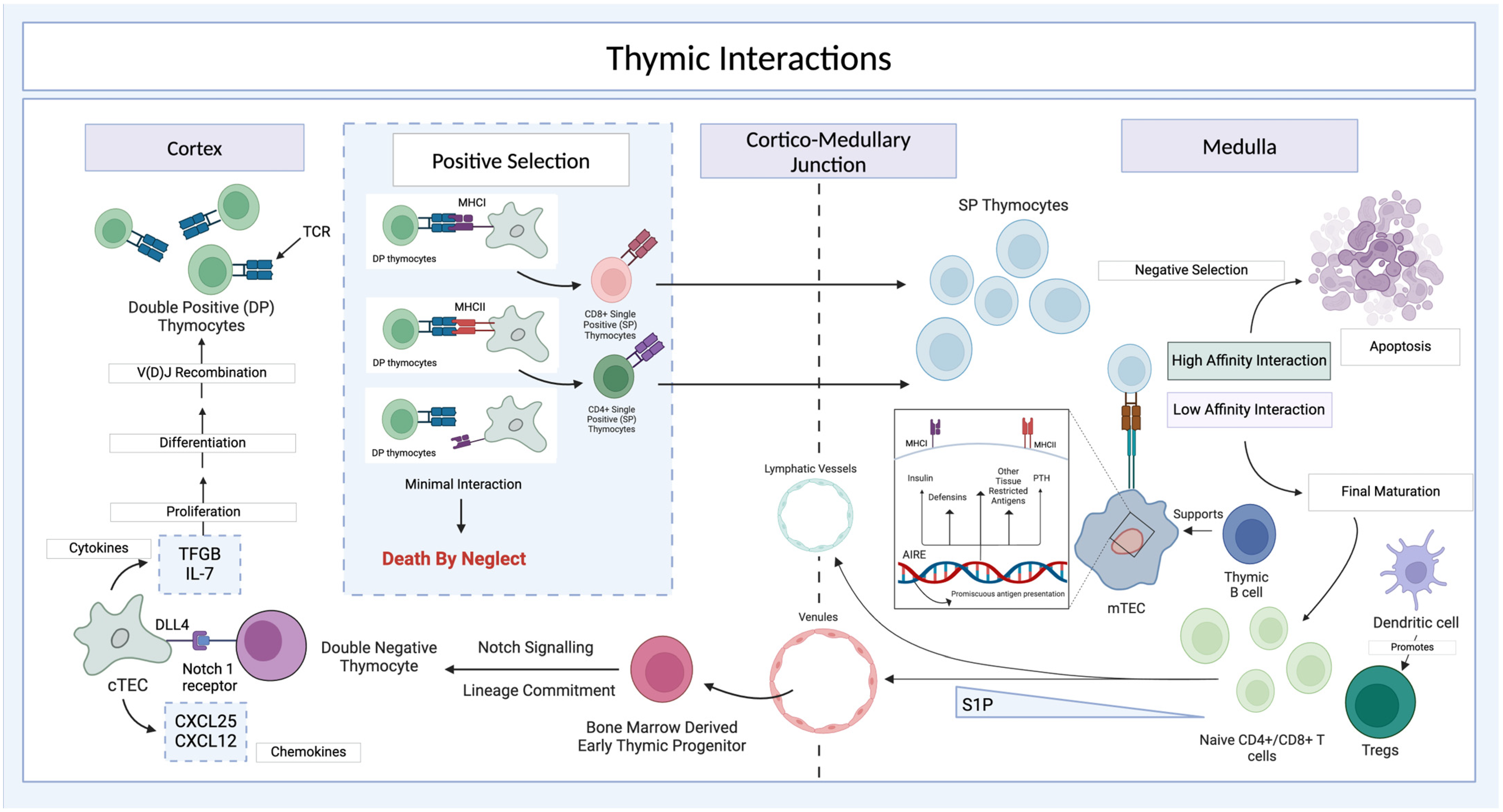 Organoids 04 00007 g004 Organoids 04 00007 g004
