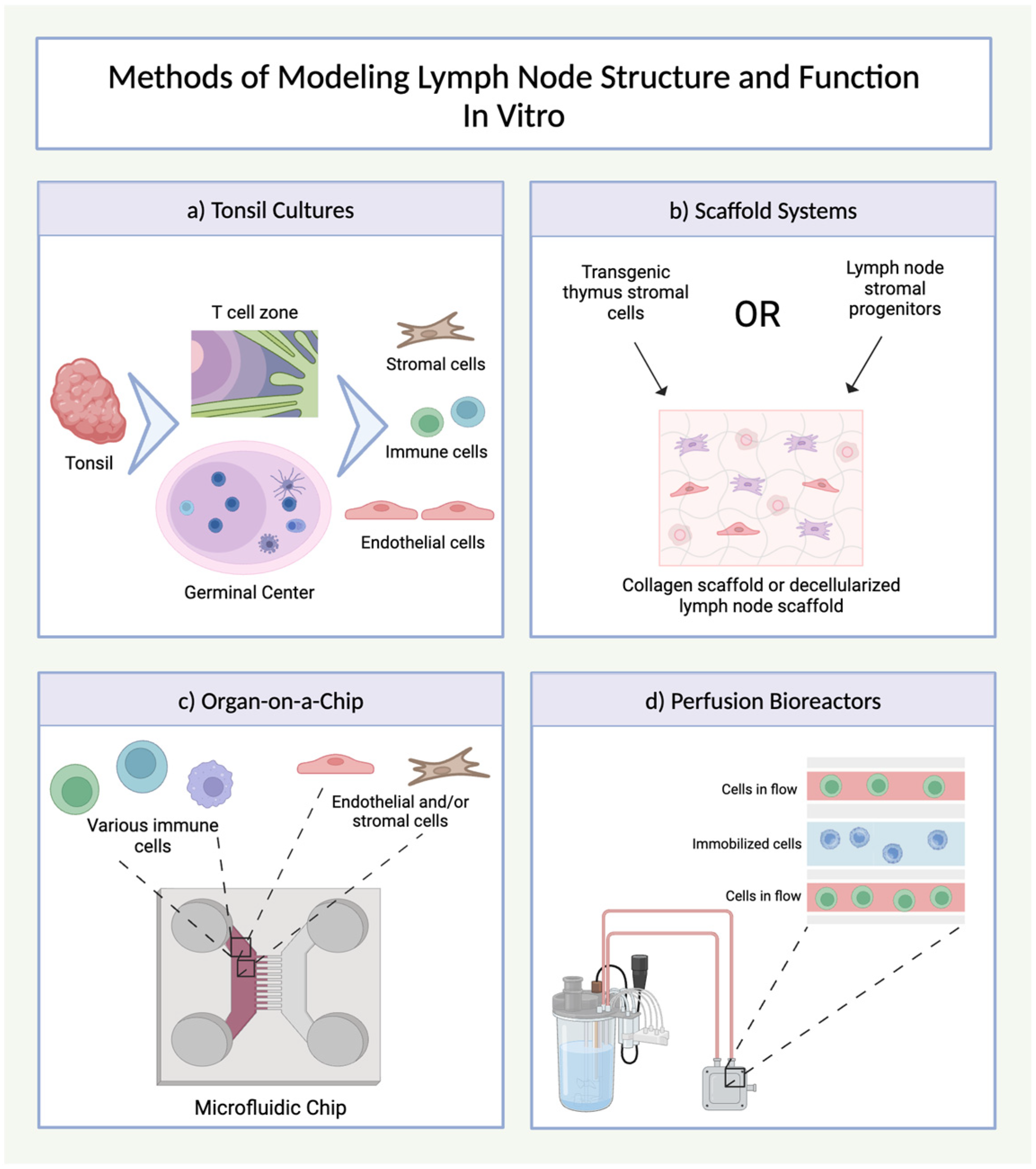 Organoids 04 00007 g006 Organoids 04 00007 g006