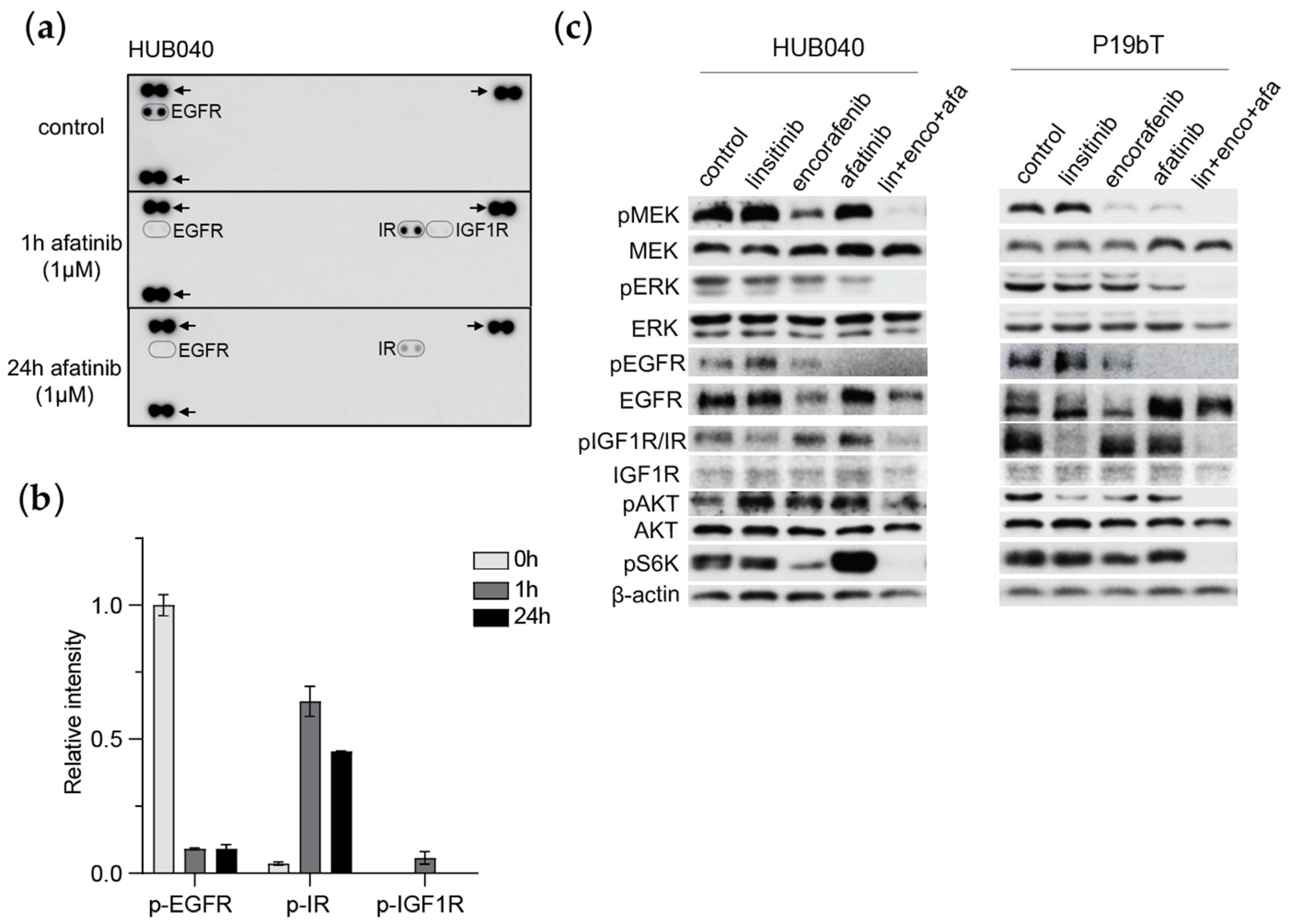 Organoids 04 00014 g002