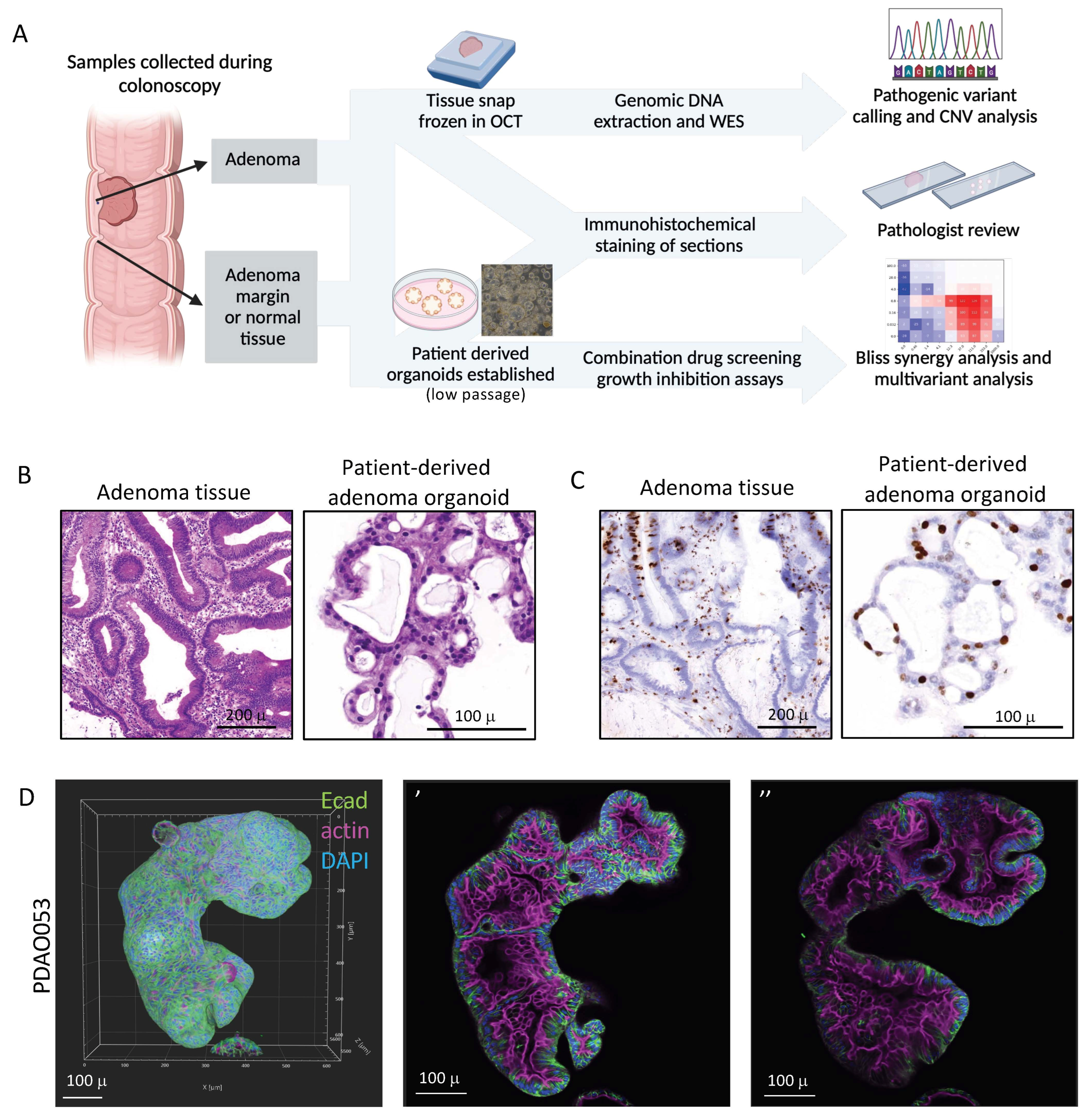 Organoids 04 00015 g001