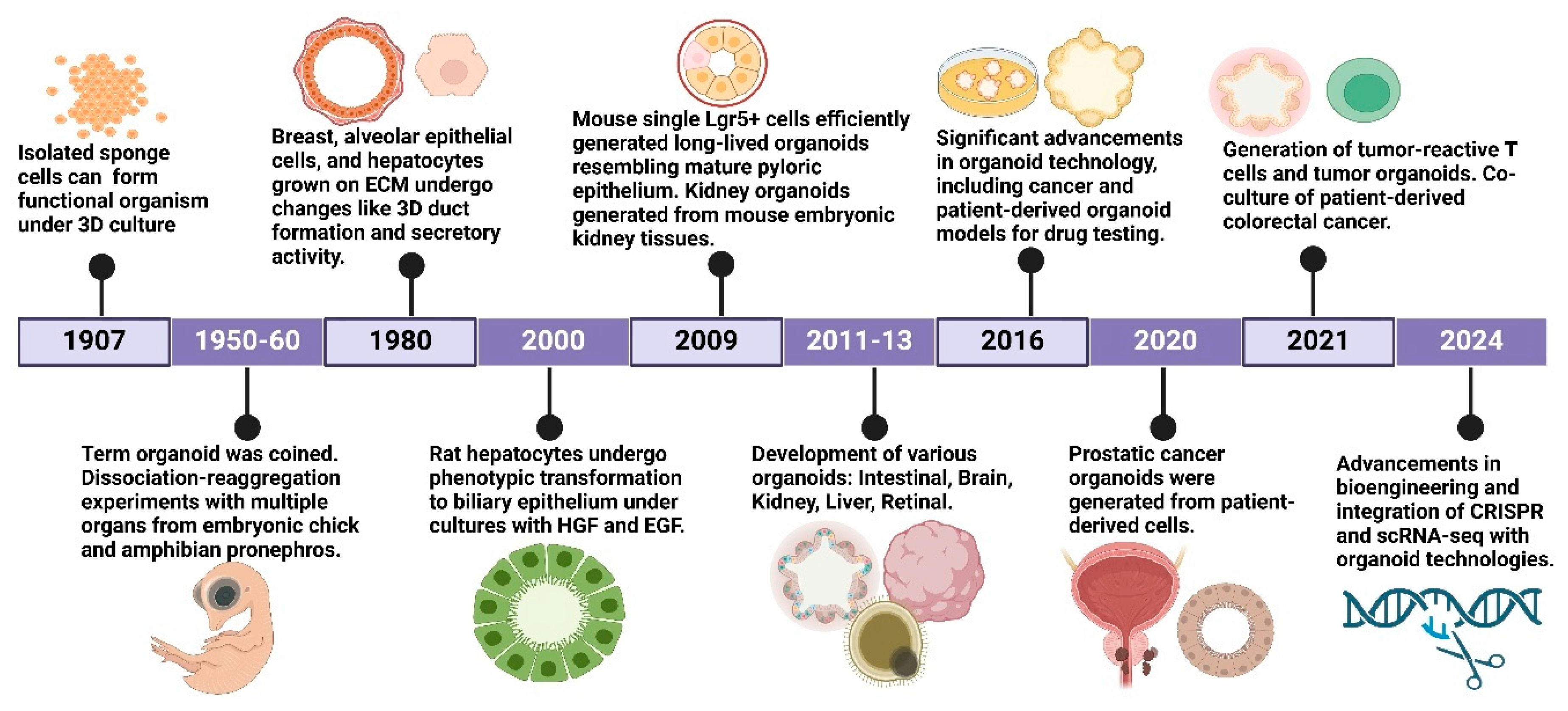 A Concise Review of Organoid Tissue Engineering