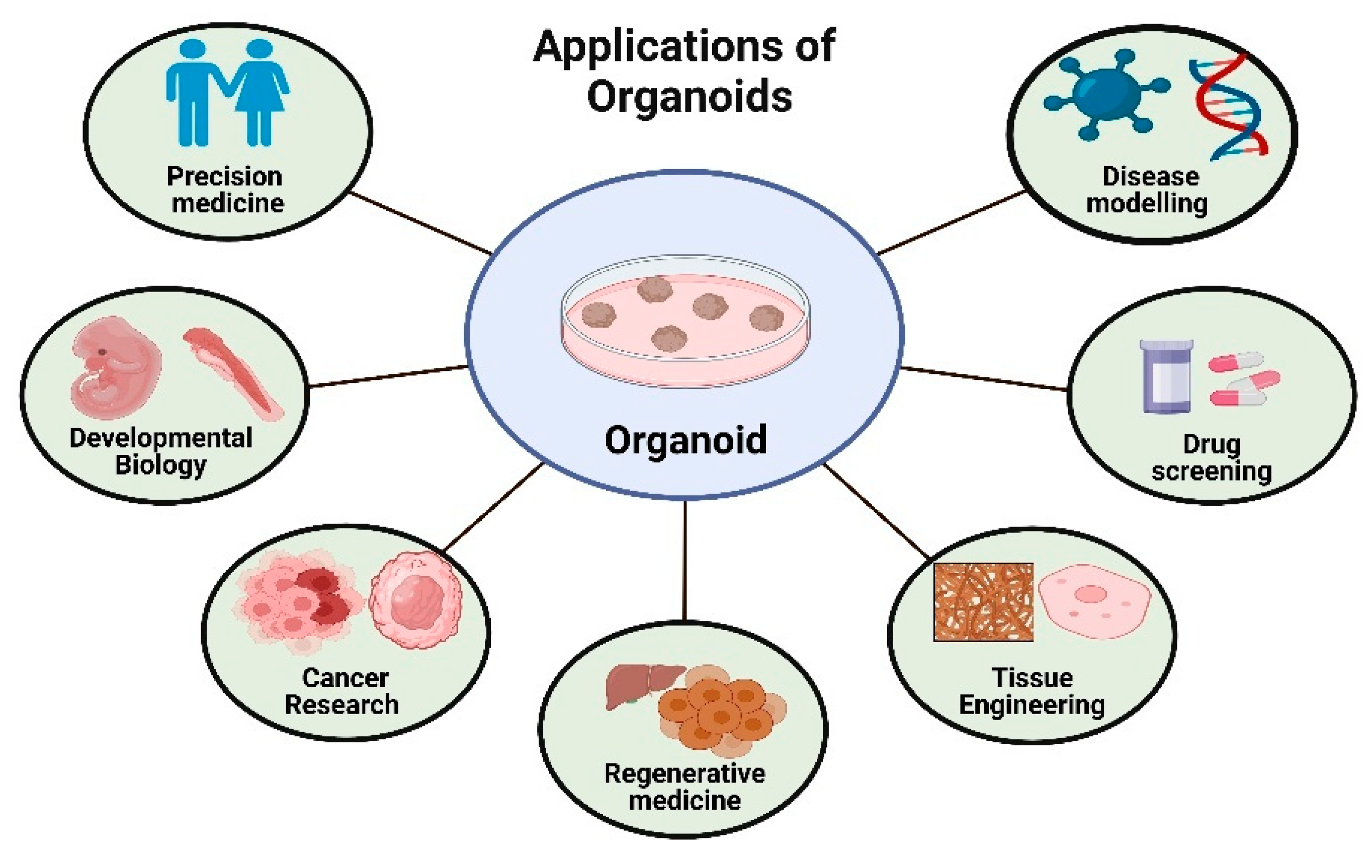 Organoids 04 00016 g003
