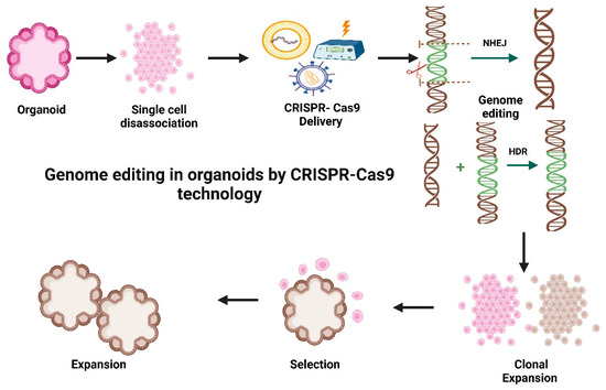 A Concise Review of Organoid Tissue Engineering