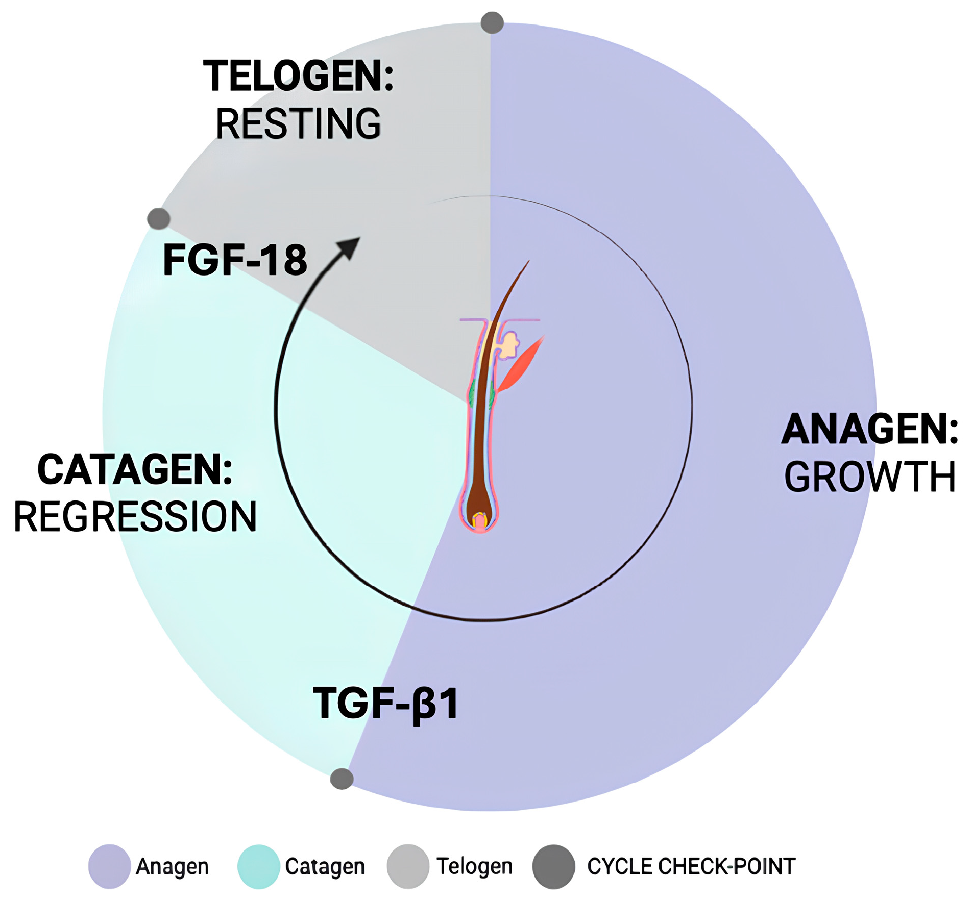 Organoids 04 00017 g001