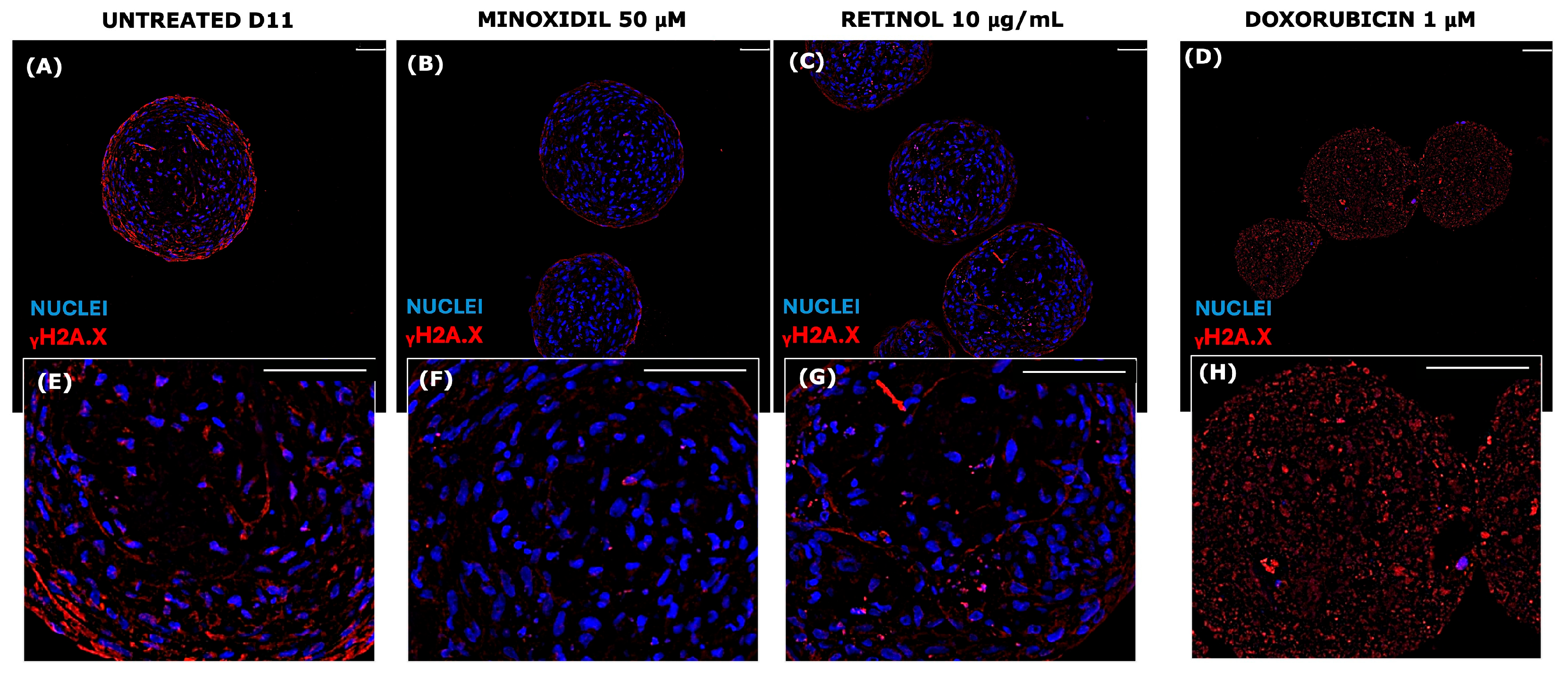 Organoids 04 00017 g010