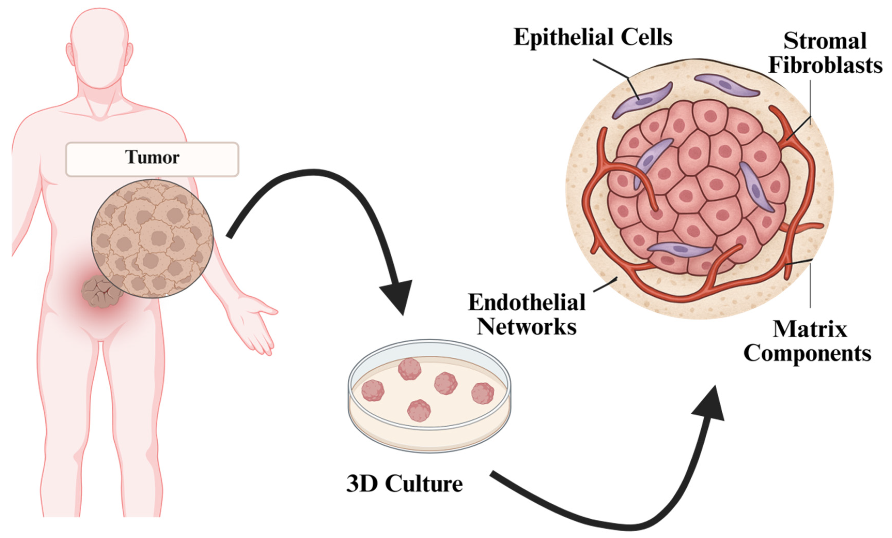 Organoids 04 00023 g007 Organoids 04 00023 g007