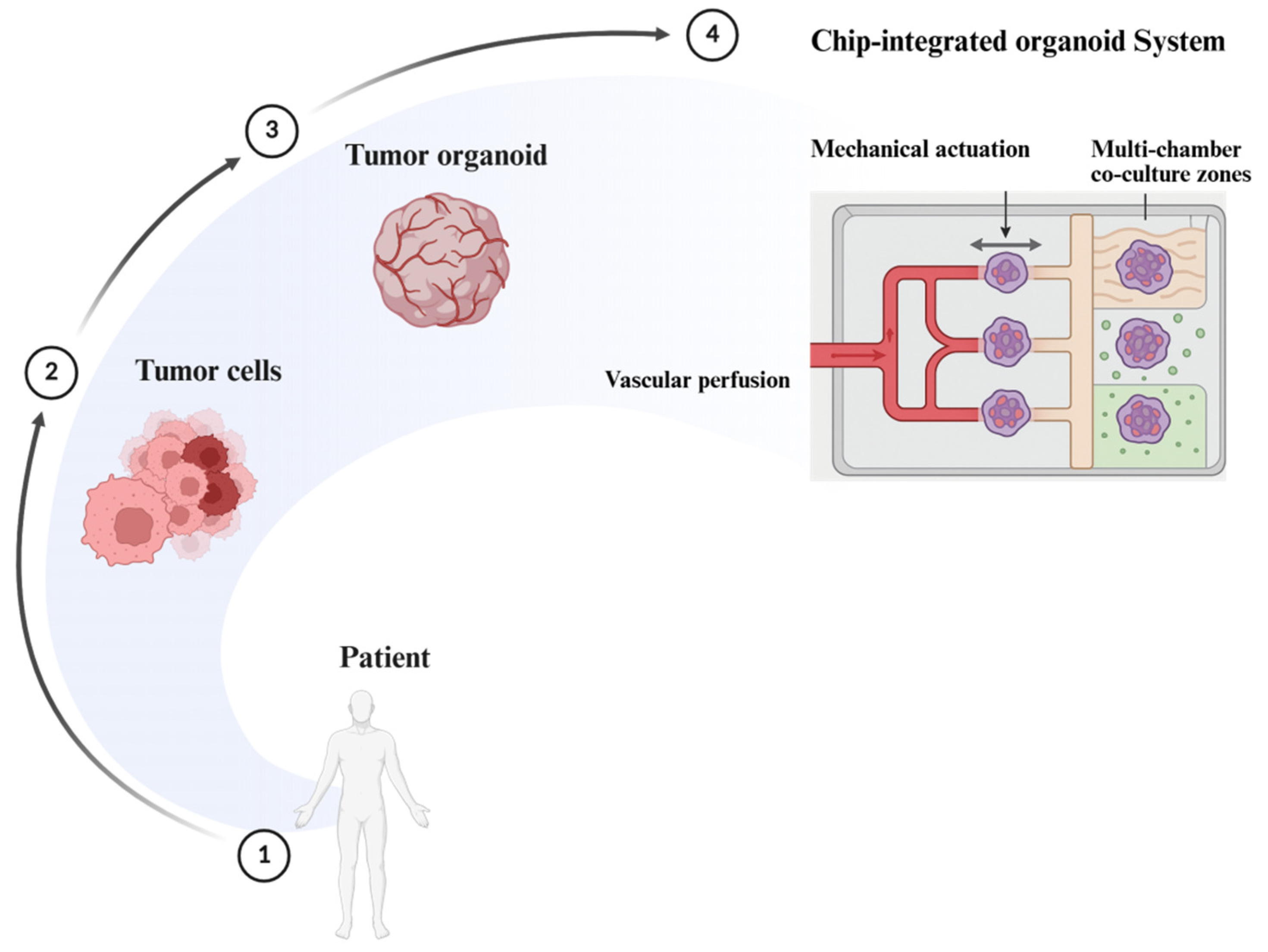 Organoids 04 00023 g008 Organoids 04 00023 g008