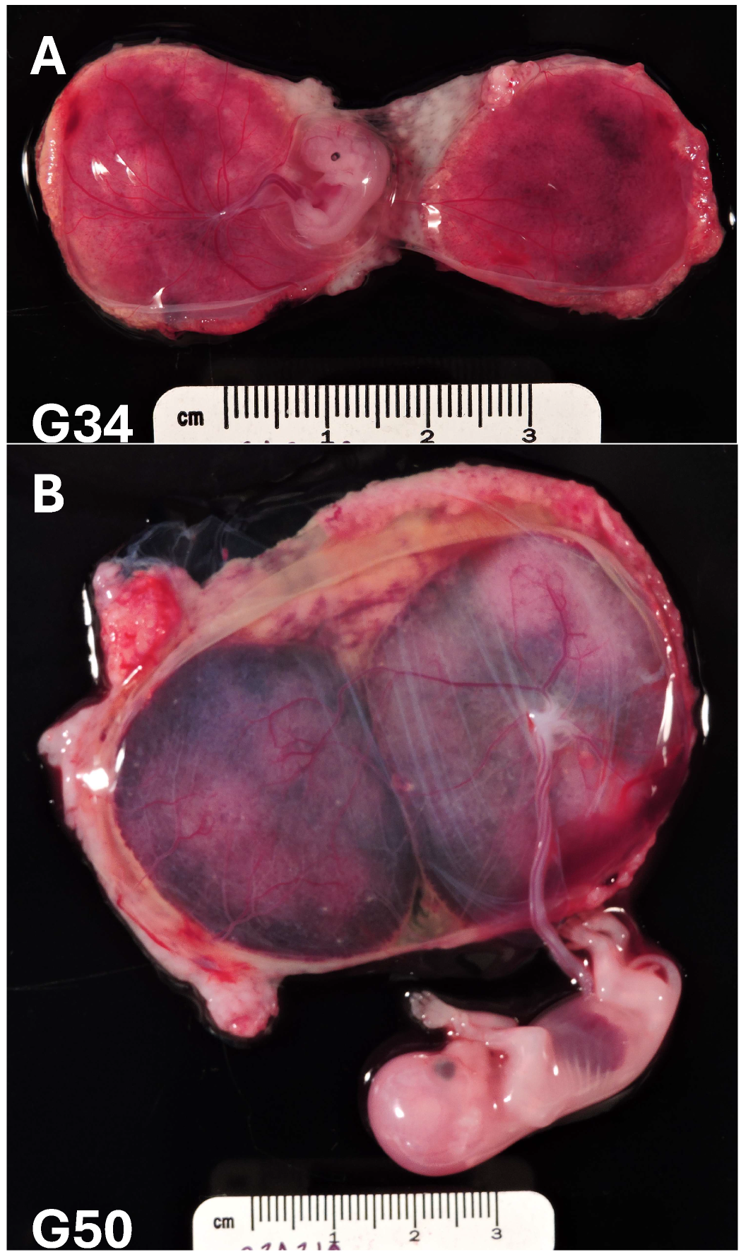 Organoids 04 00024 g001