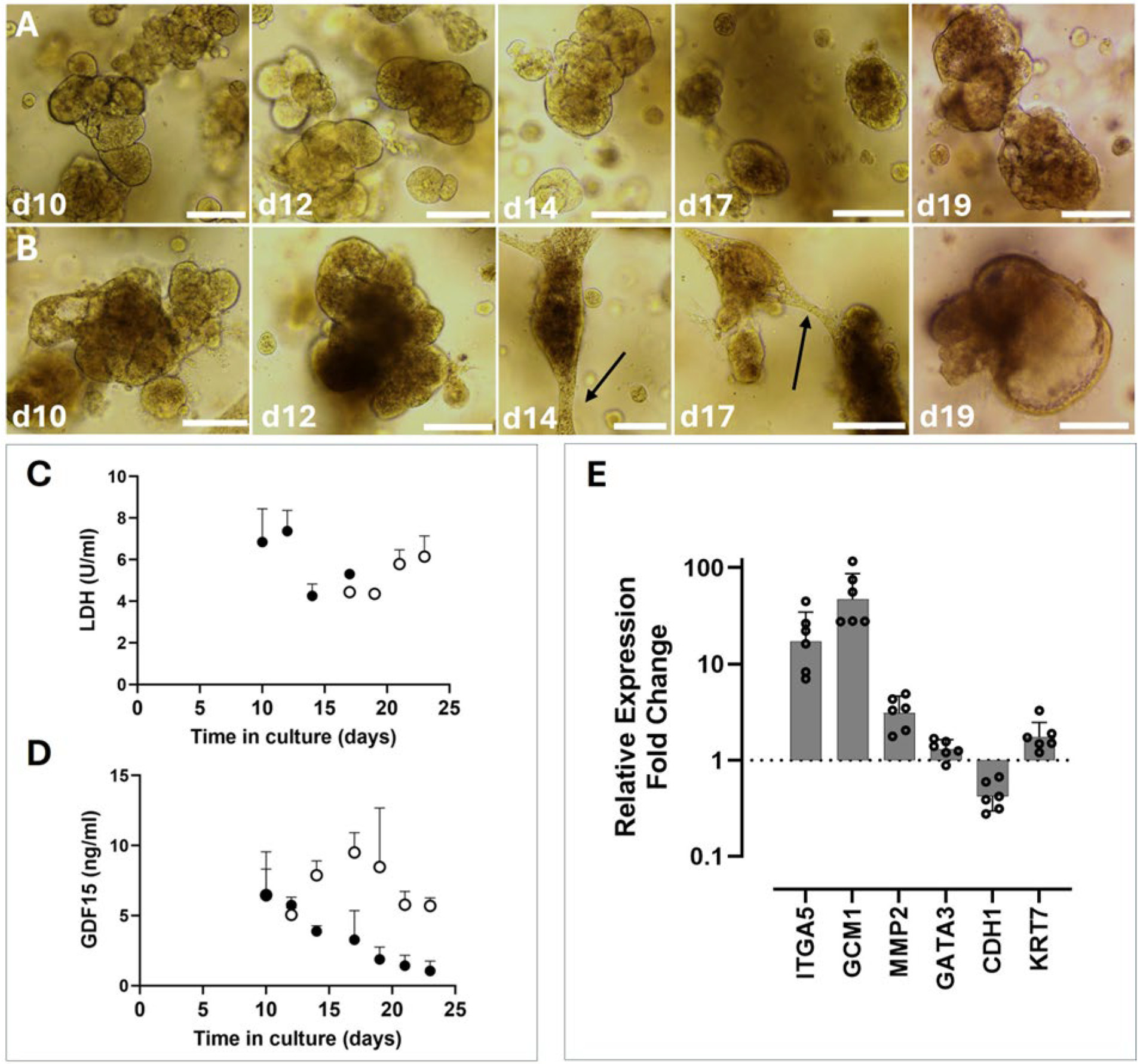 Organoids 04 00024 g003
