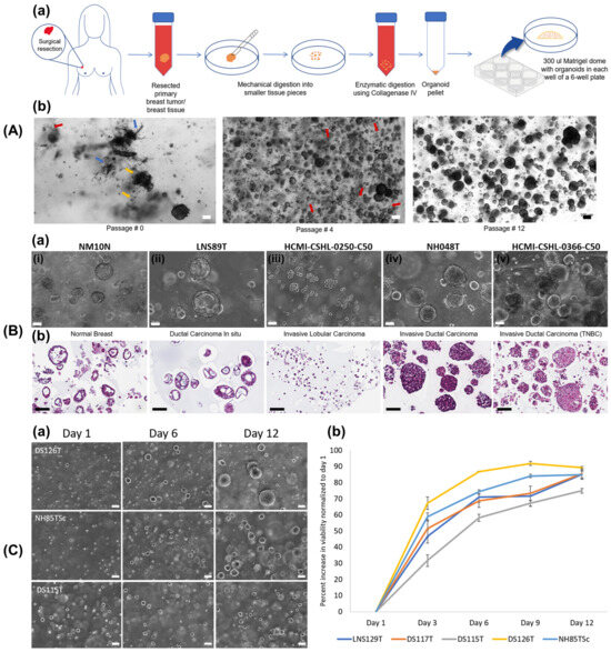 Integrating 3D Bioprinting with Organoid Technology-Based Breast
