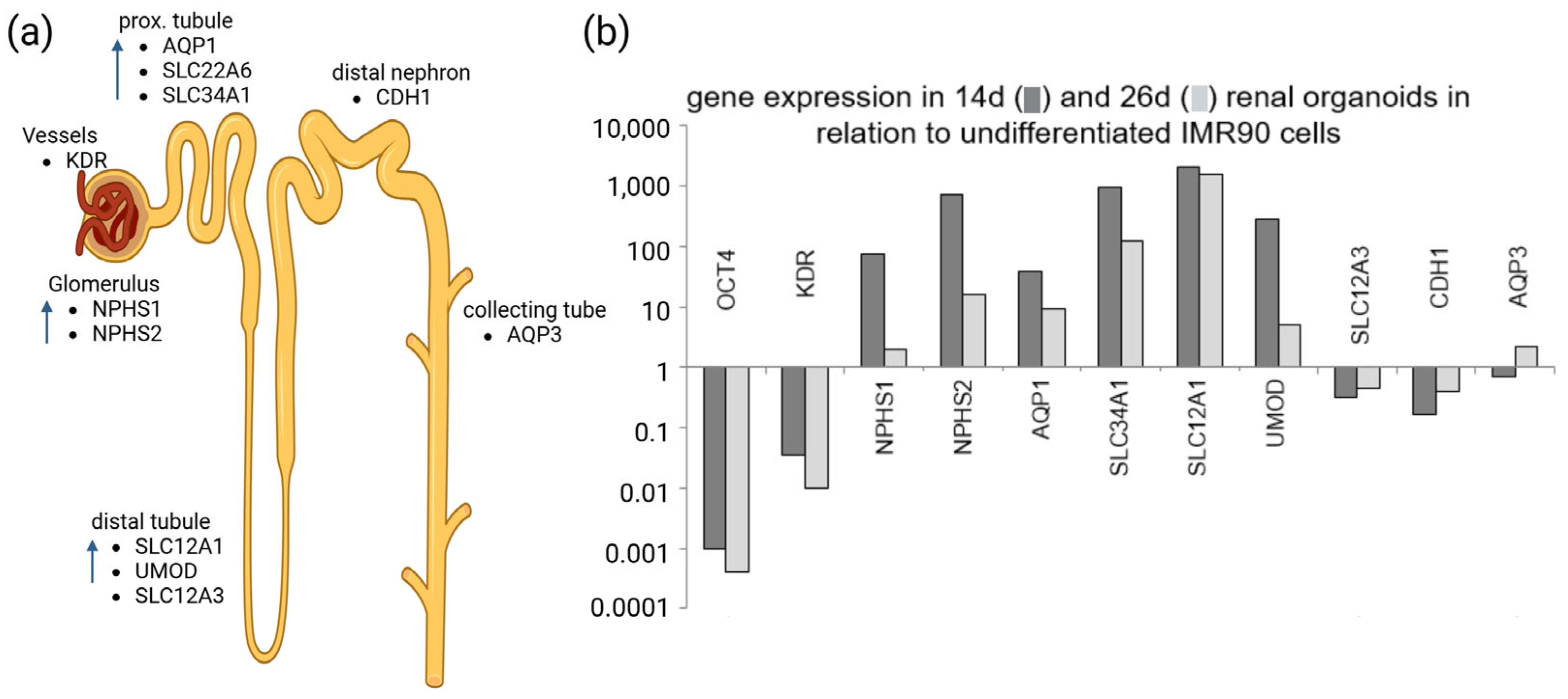 Organoids 04 00028 g001