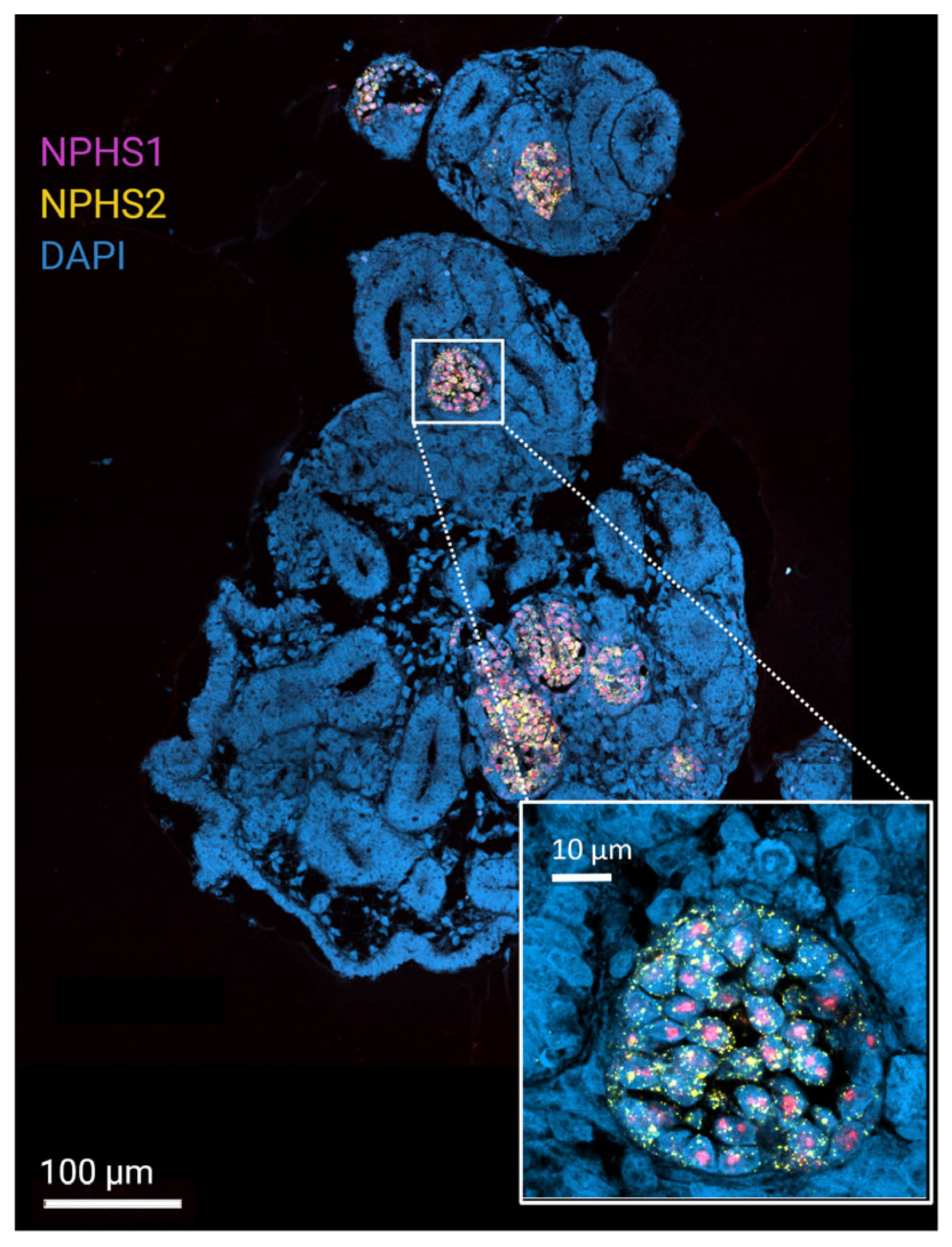 Organoids 04 00028 g002