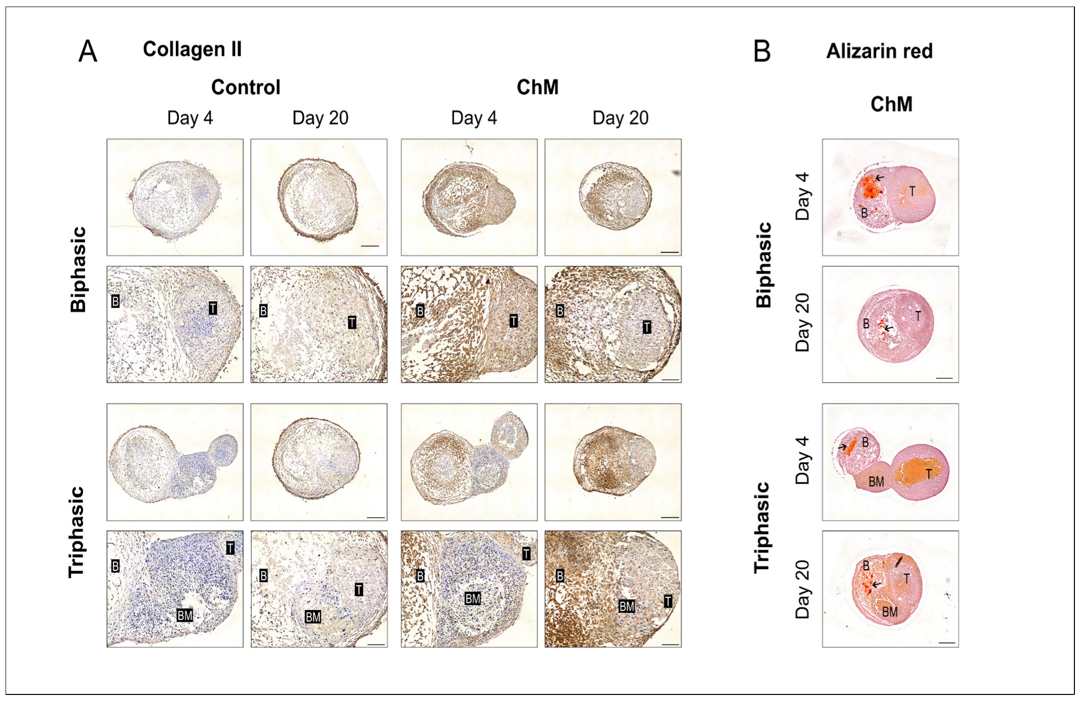 Organoids 05 00007 g006