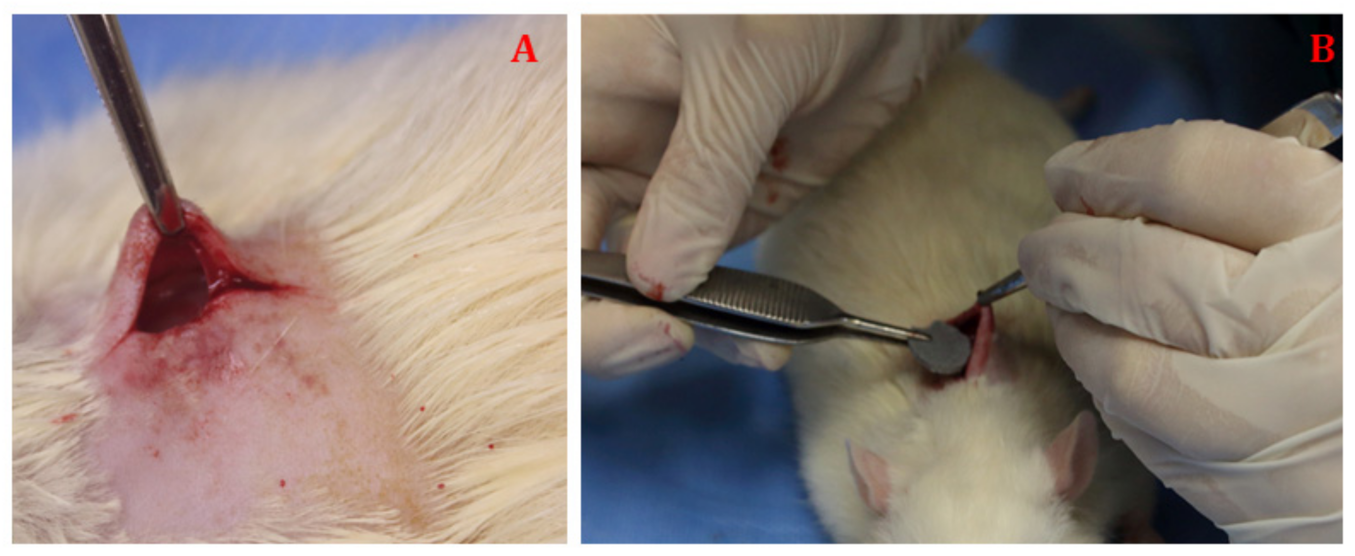 Osteology 01 00013 g004