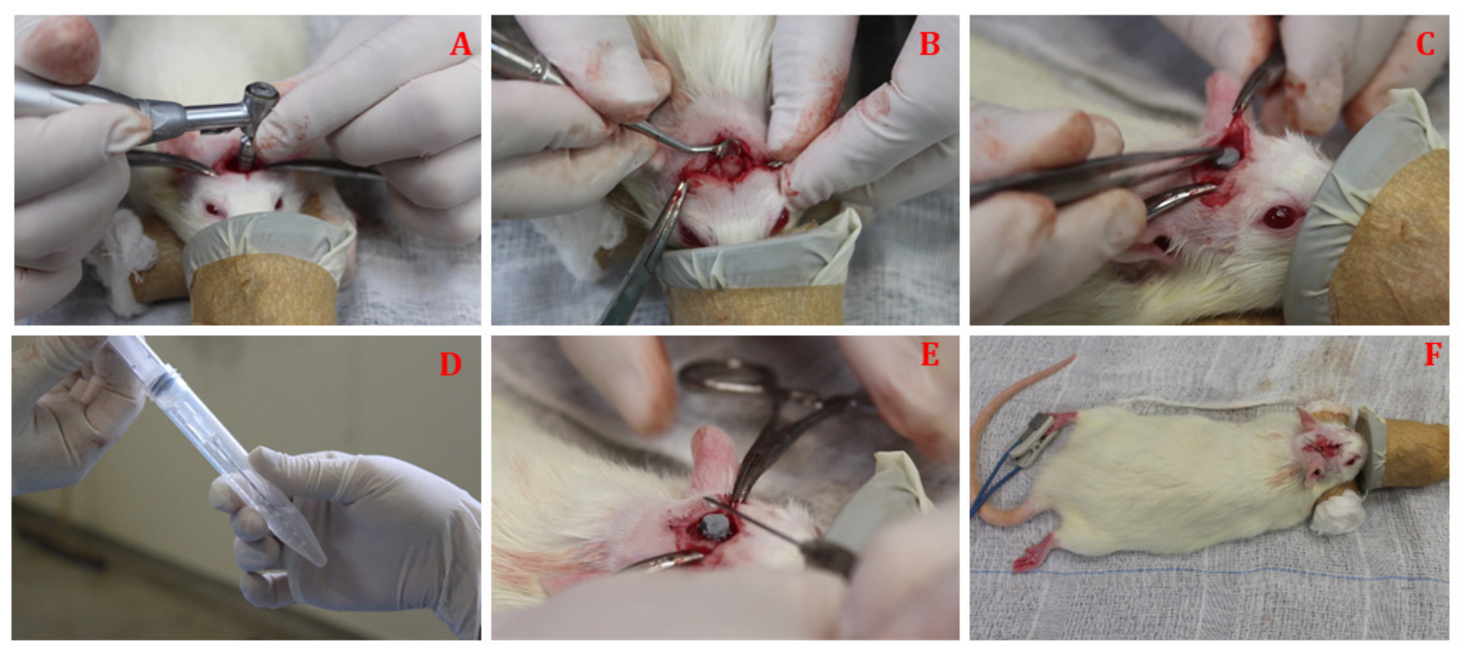 Osteology 01 00013 g005