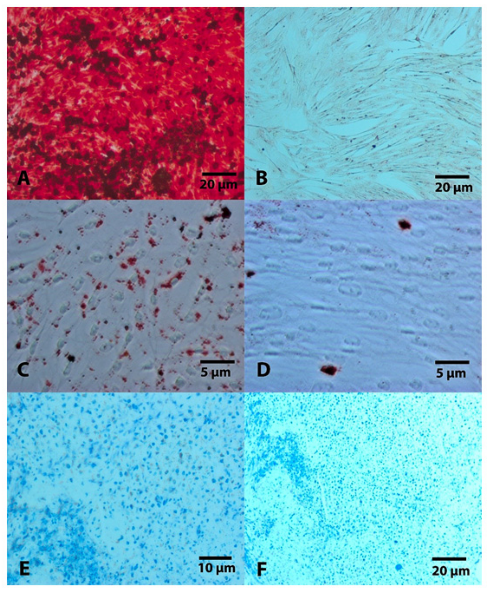 Osteology 01 00013 g006