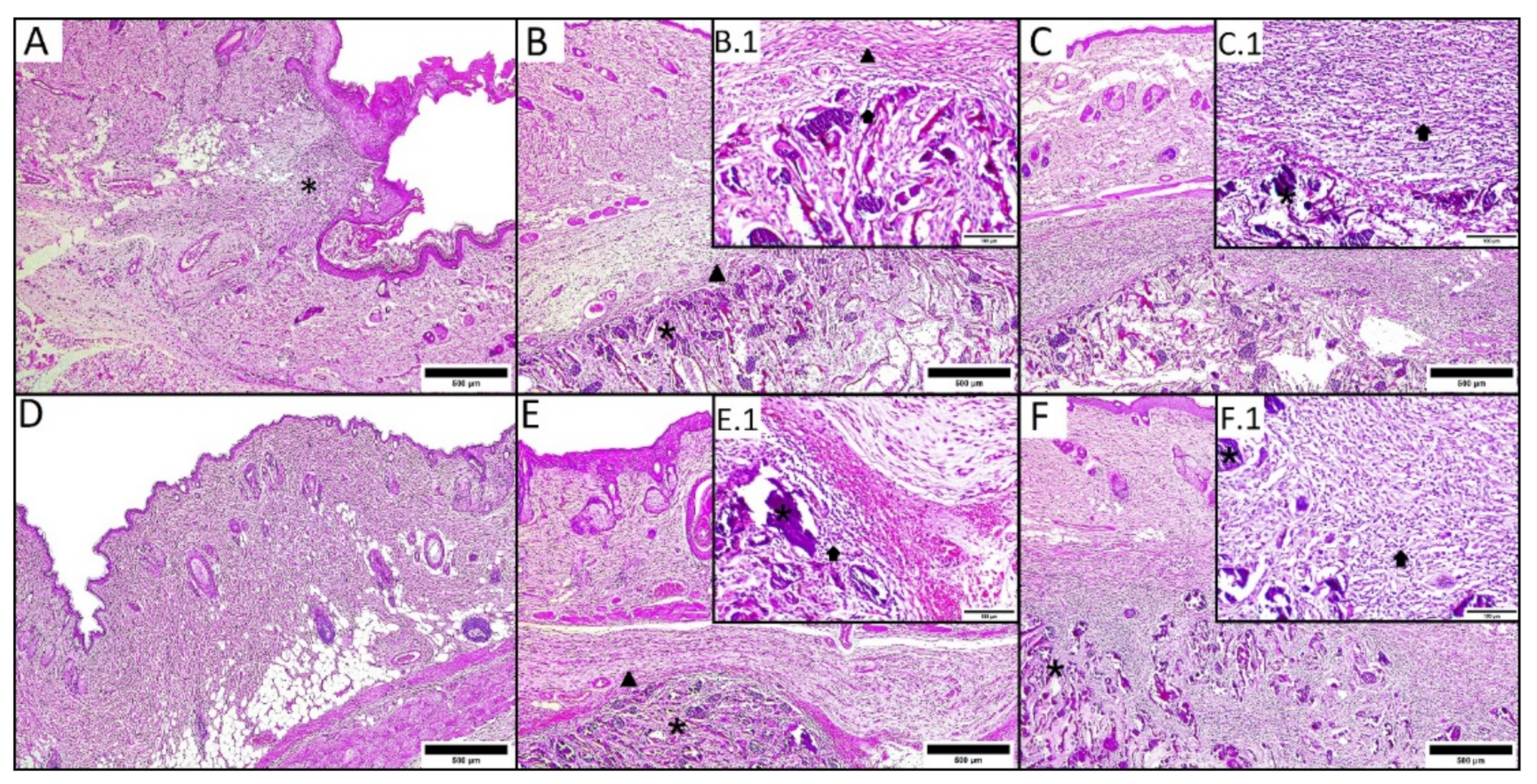 Osteology 01 00013 g007