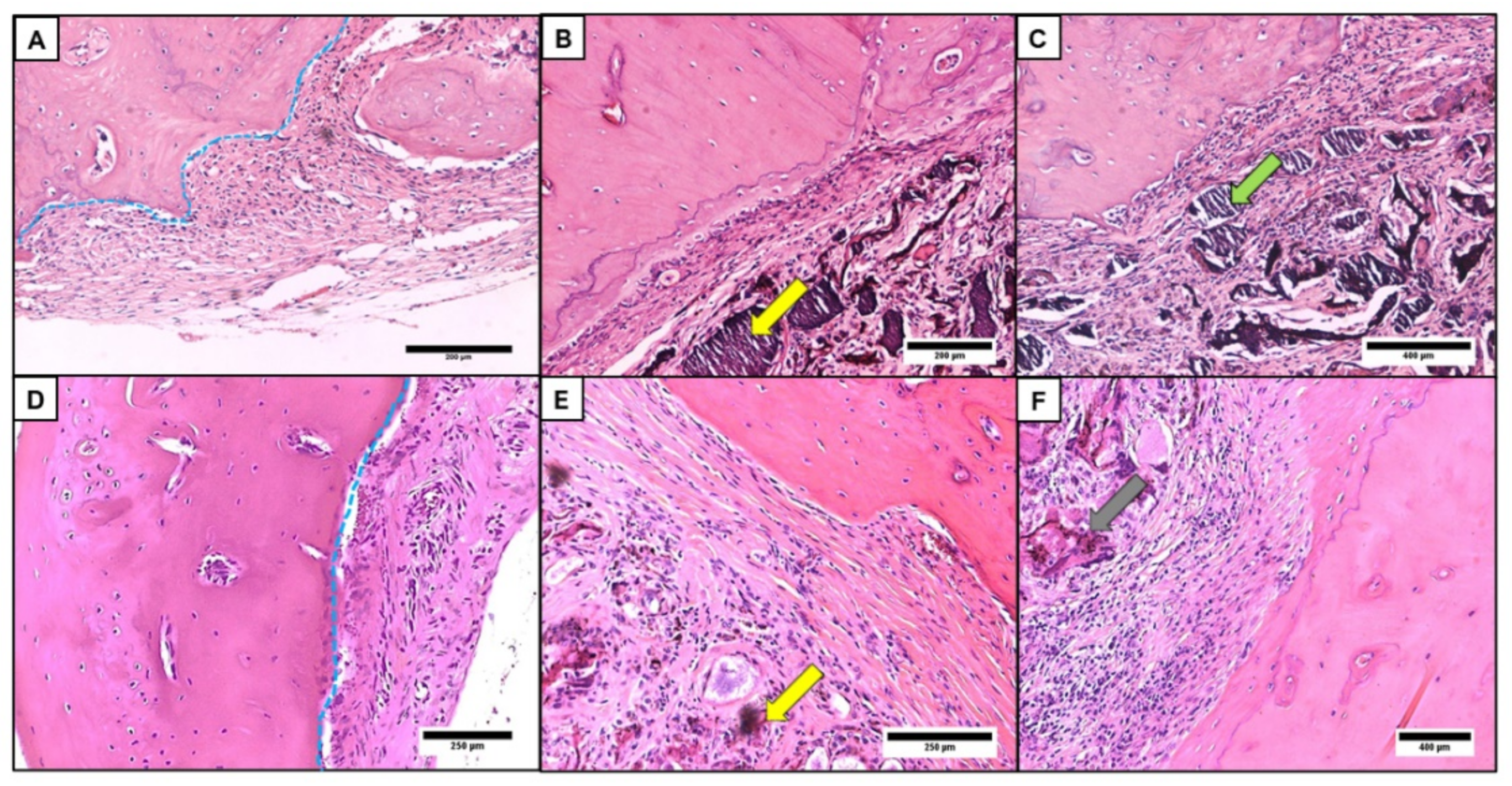 Osteology 01 00013 g008